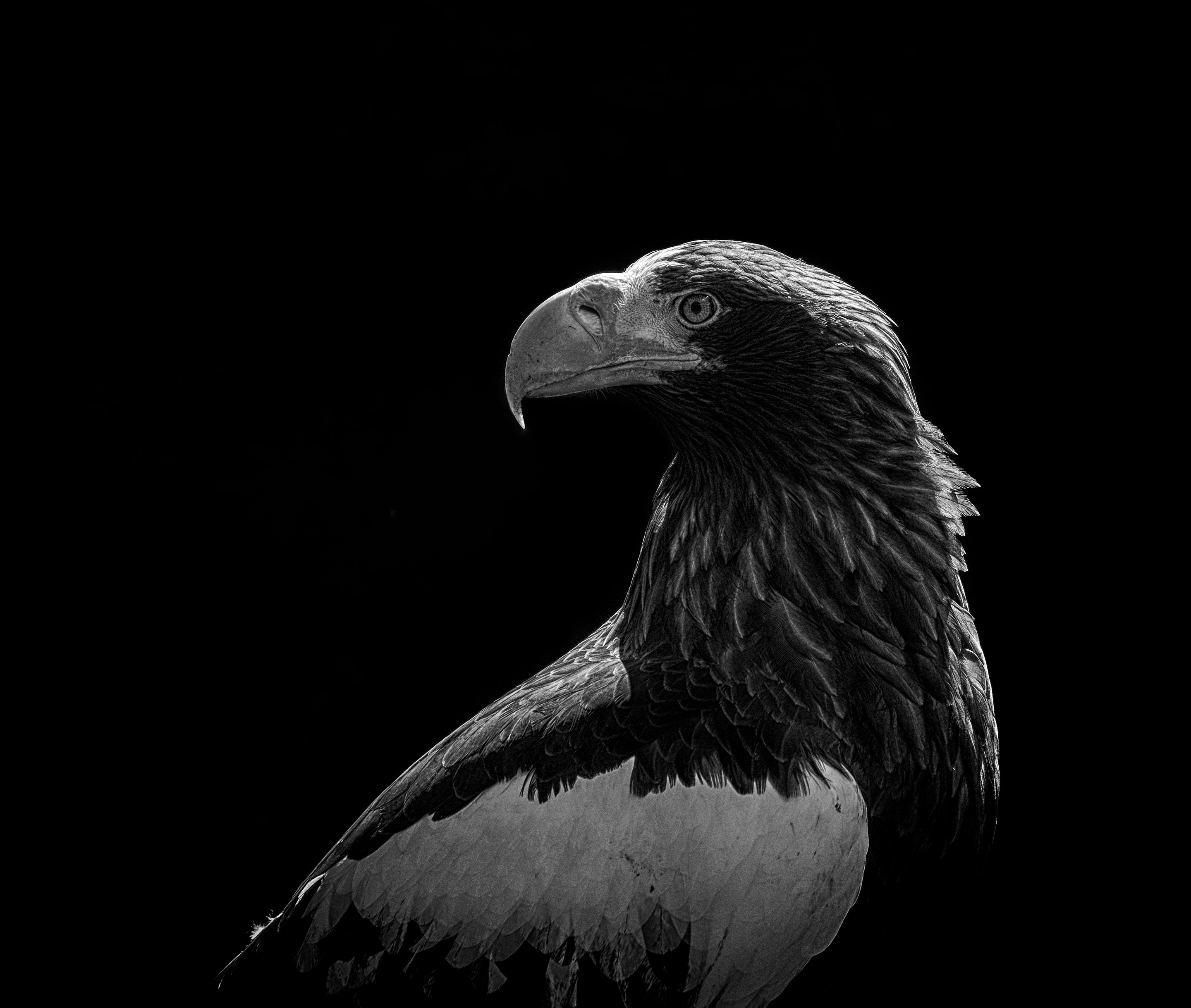 126362 Hintergrundbilder und Adler Bilder auf dem Desktop. Laden Sie schwarz, vogel, raubtier, predator, bw, chb, adler Bildschirmschoner kostenlos auf den PC herunter