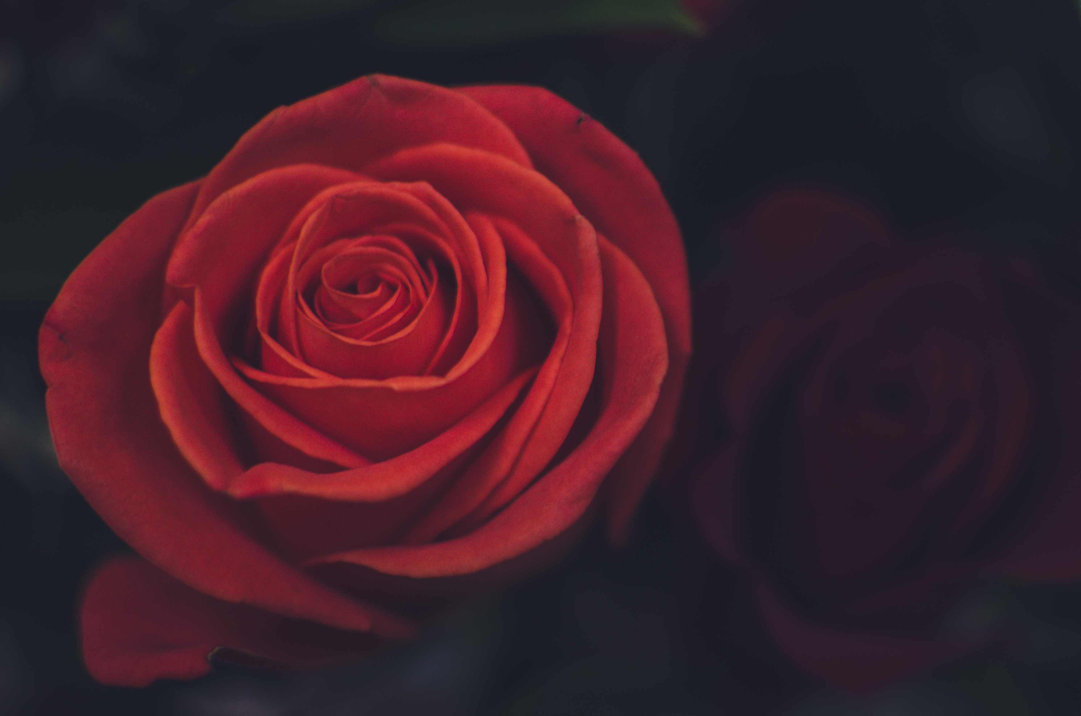 117632 download wallpaper rose flower, flowers, red, rose, petals, bud screensavers and pictures for free