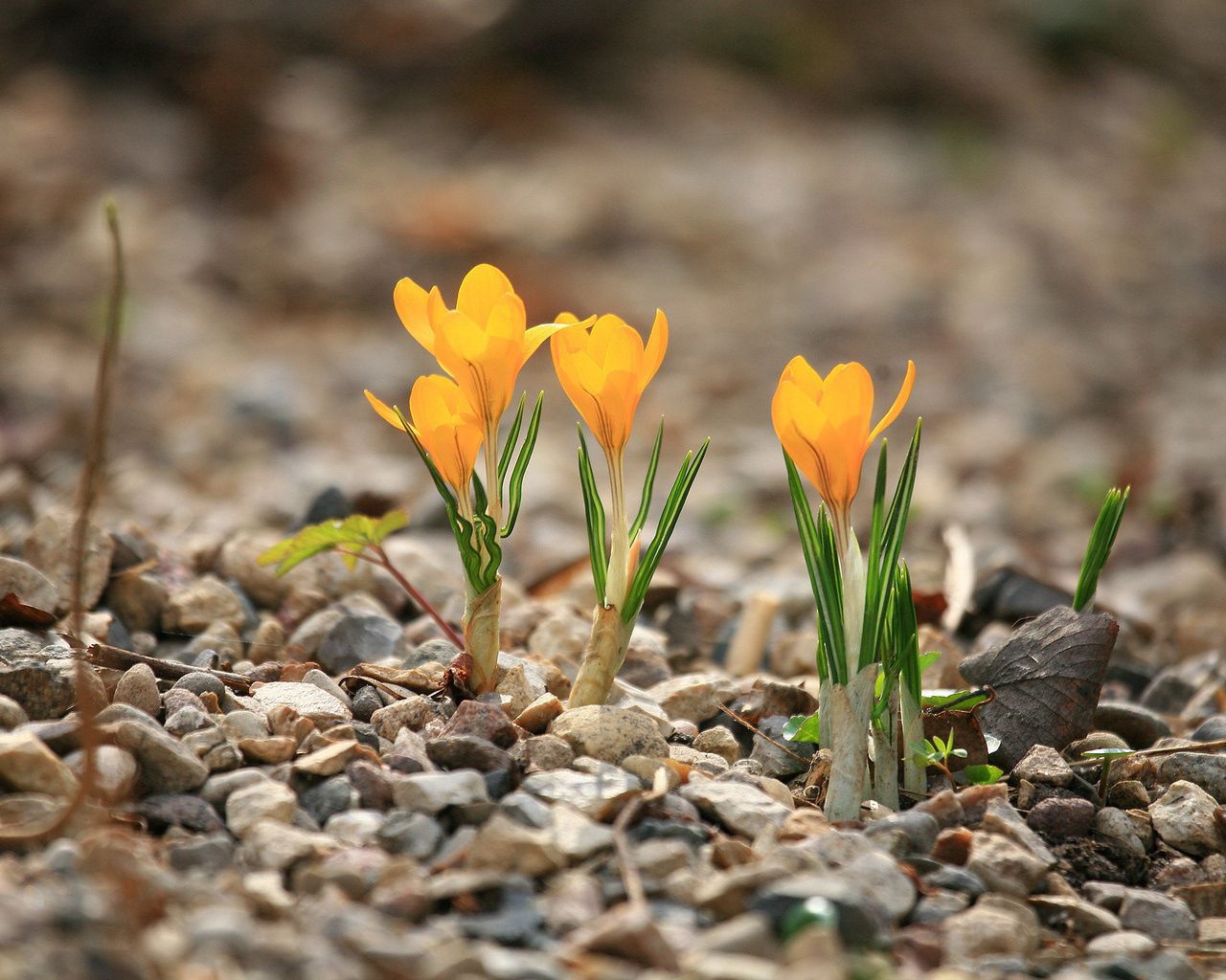 nature, flowers, stones, spring, leaflet, crocuses cell phone wallpapers