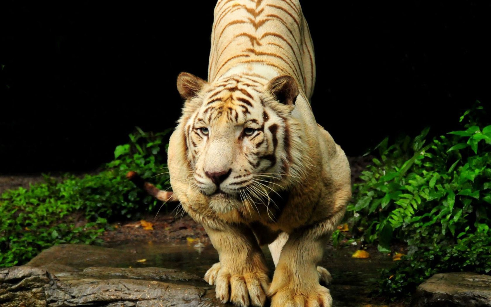 124325 Hintergrundbild herunterladen tiere, tiger, schnauze, raubtier, predator, große katze, big cat - Bildschirmschoner und Bilder kostenlos