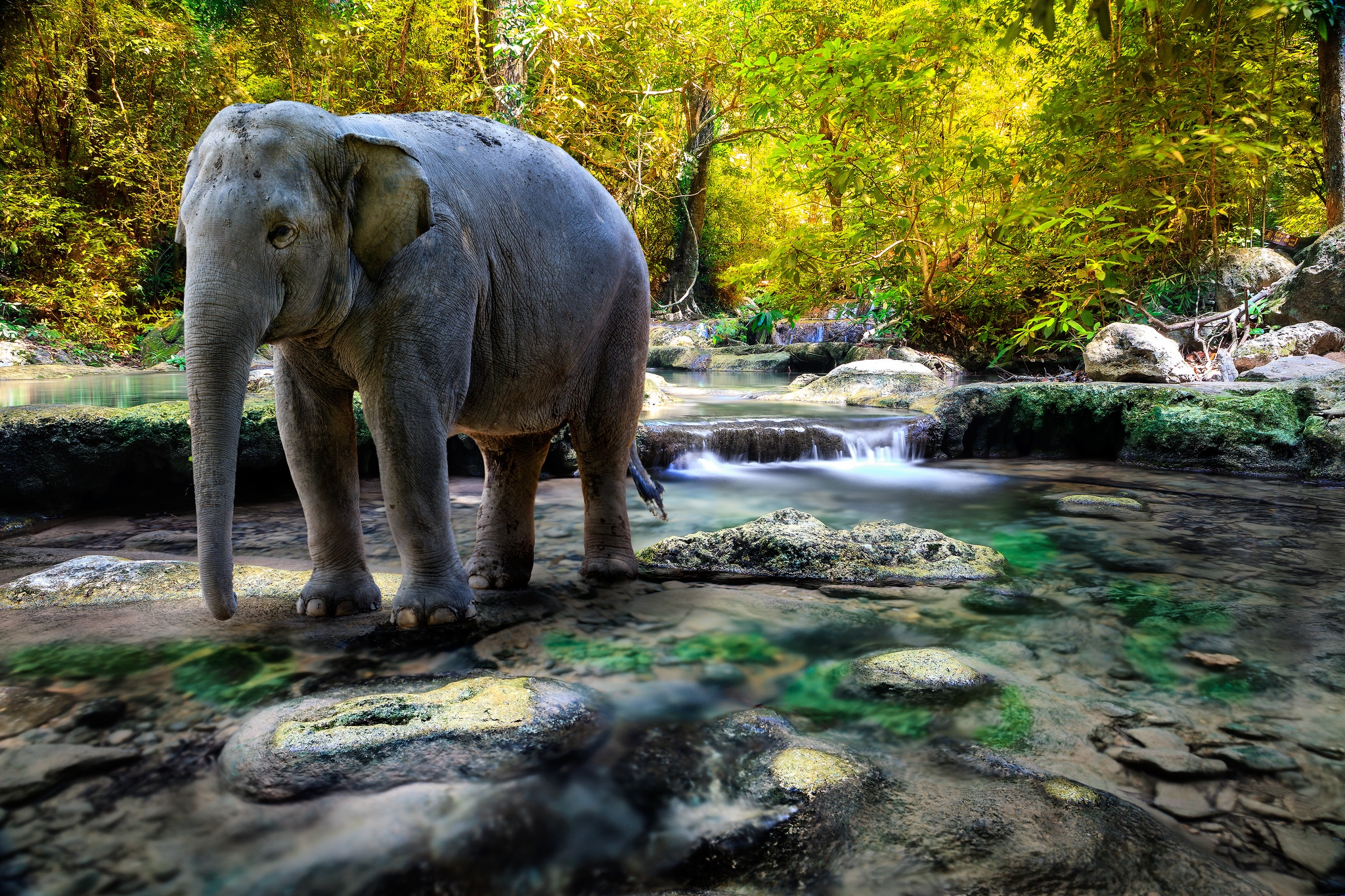 stones, animals, water, trees, elephant