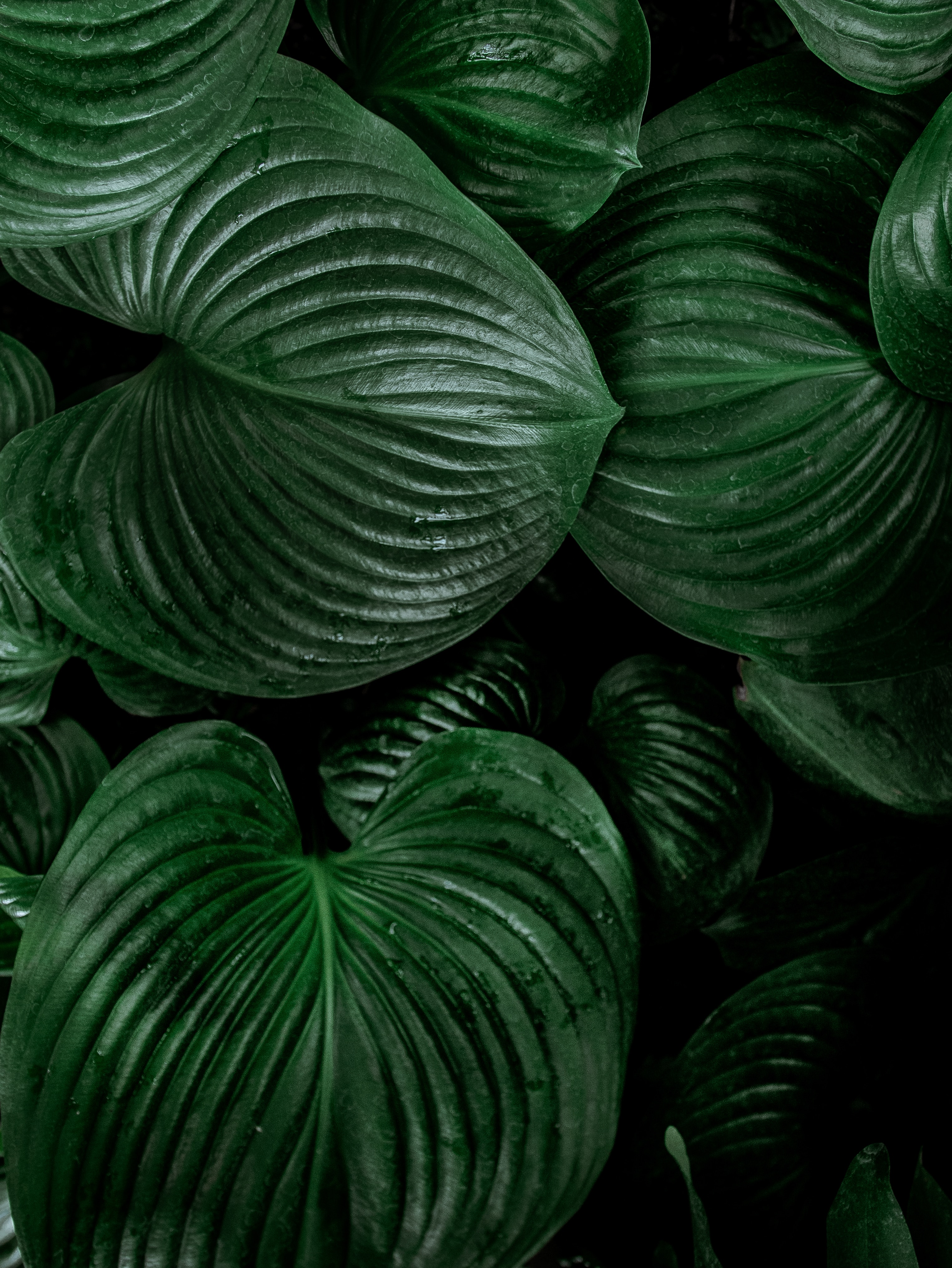 leaves, plant, green, nature, lily wallpaper for mobile