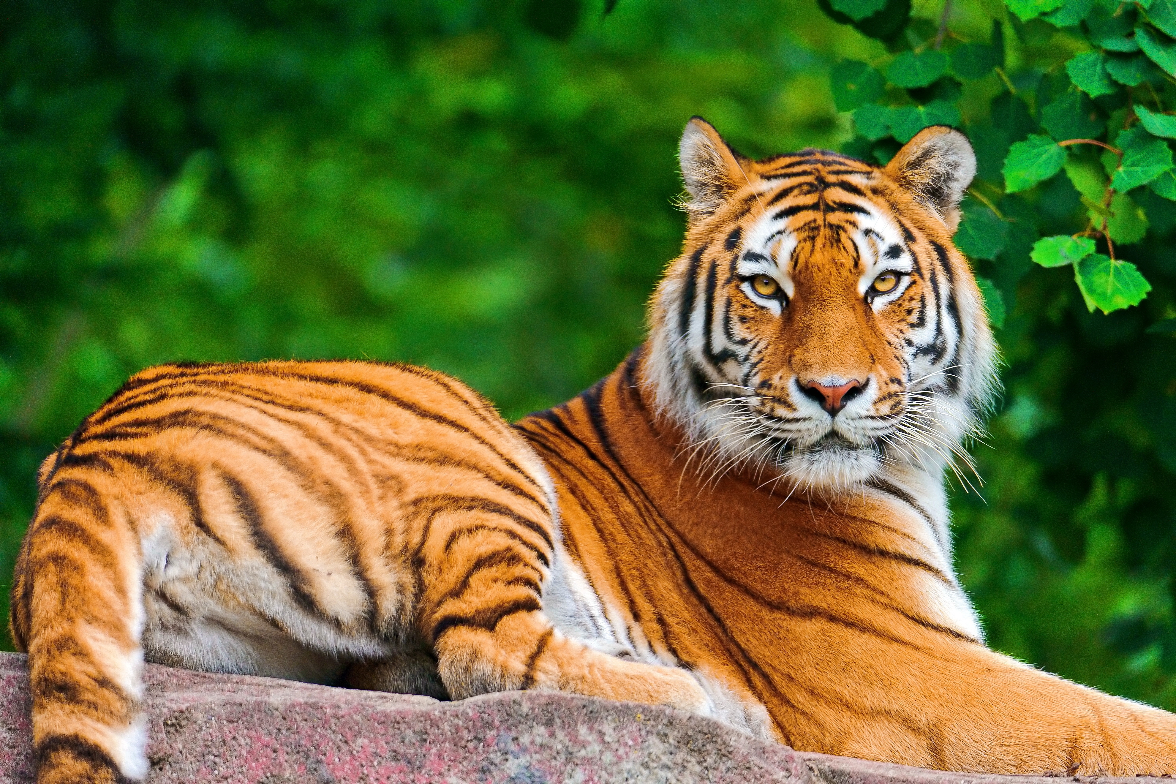 113228 Bild herunterladen tiger, tiere, sich hinlegen, liegen, raubtier, predator, big cat, große katze, stein, ein stein - Hintergrundbilder und Bildschirmschoner kostenlos