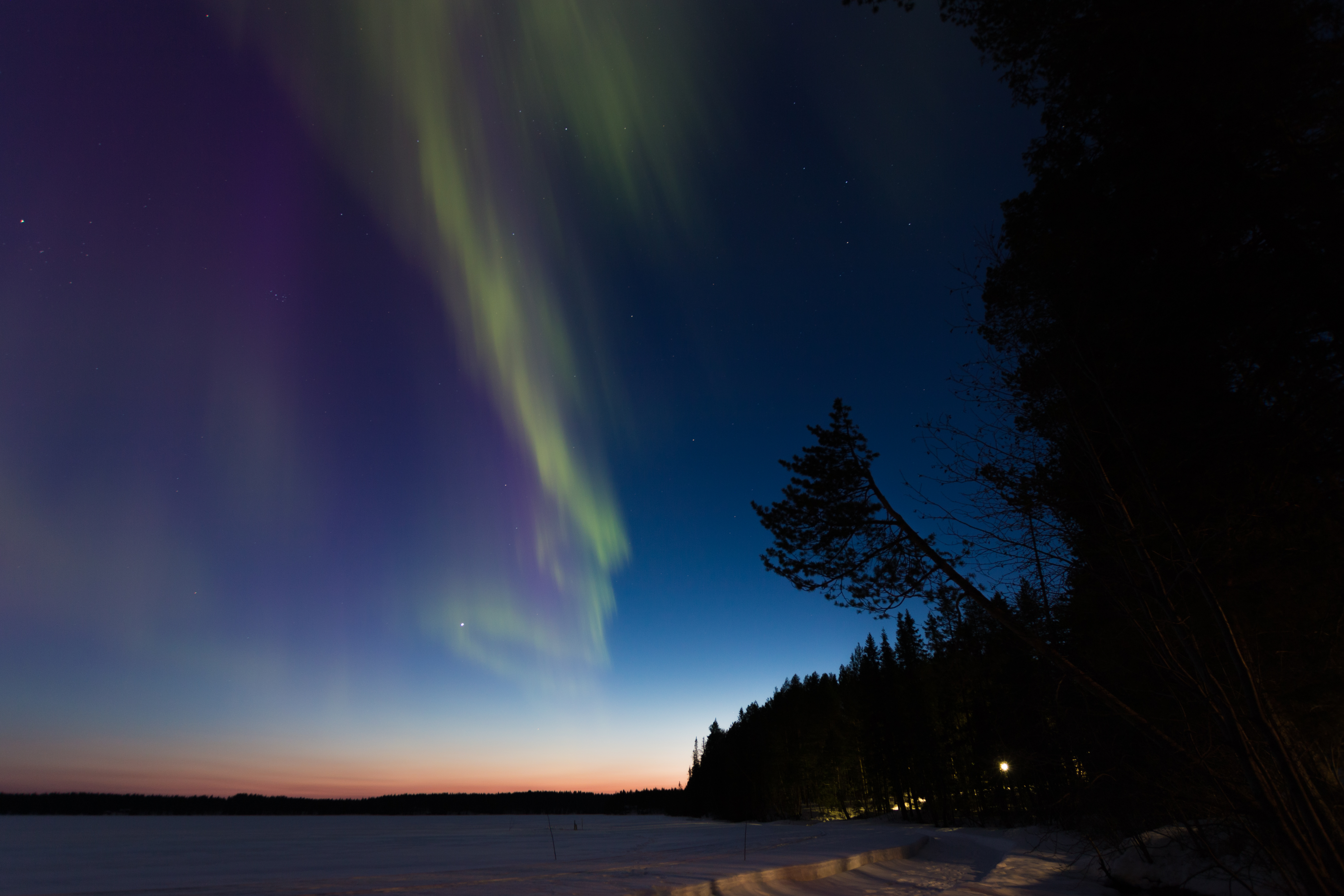 aurora borealis, winter, trees, night, dark, forest, northern lights