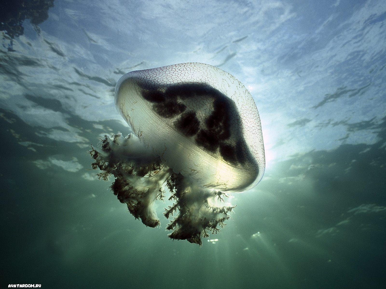 Die besten Jellyfish-Hintergründe für den Telefonbildschirm