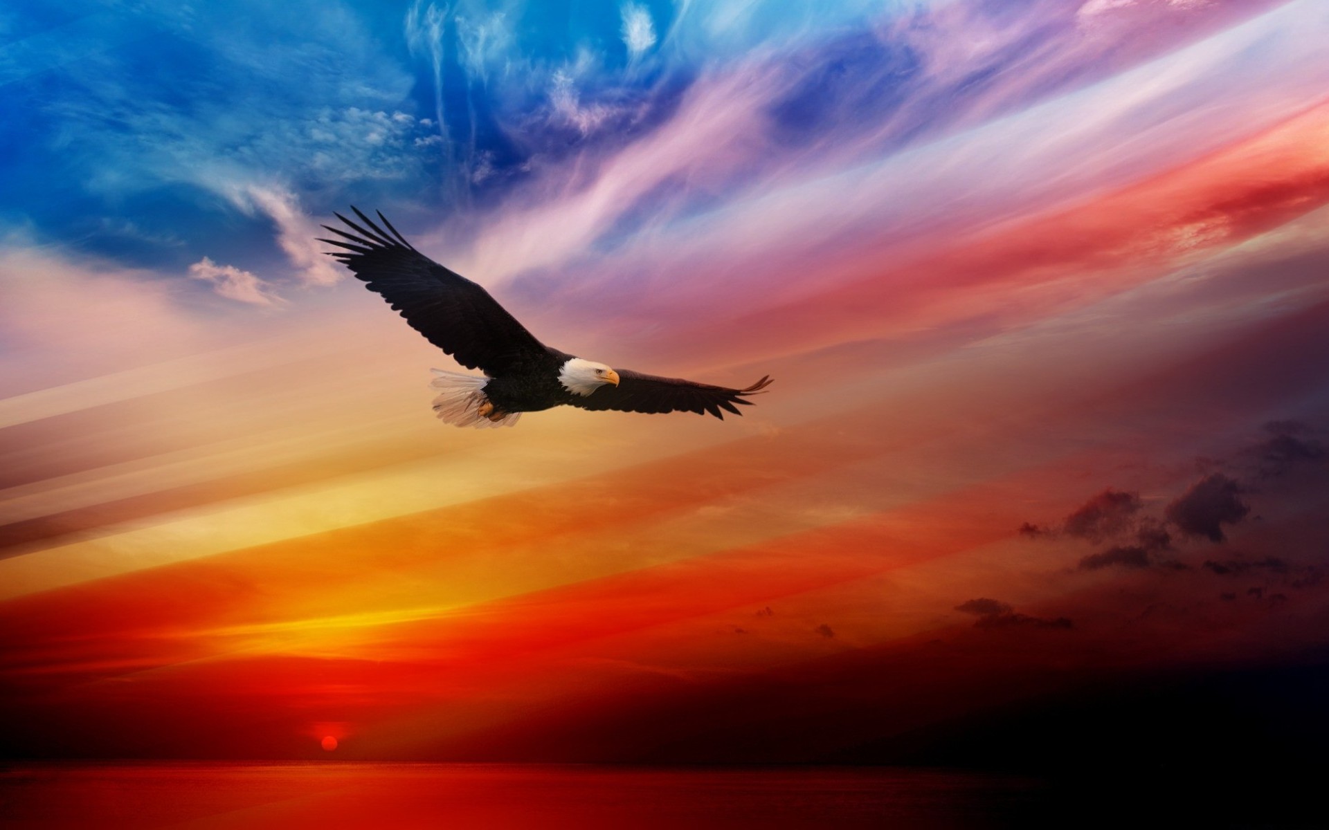 flight, birds, eagle, bald eagle, animal, sunset High Definition image