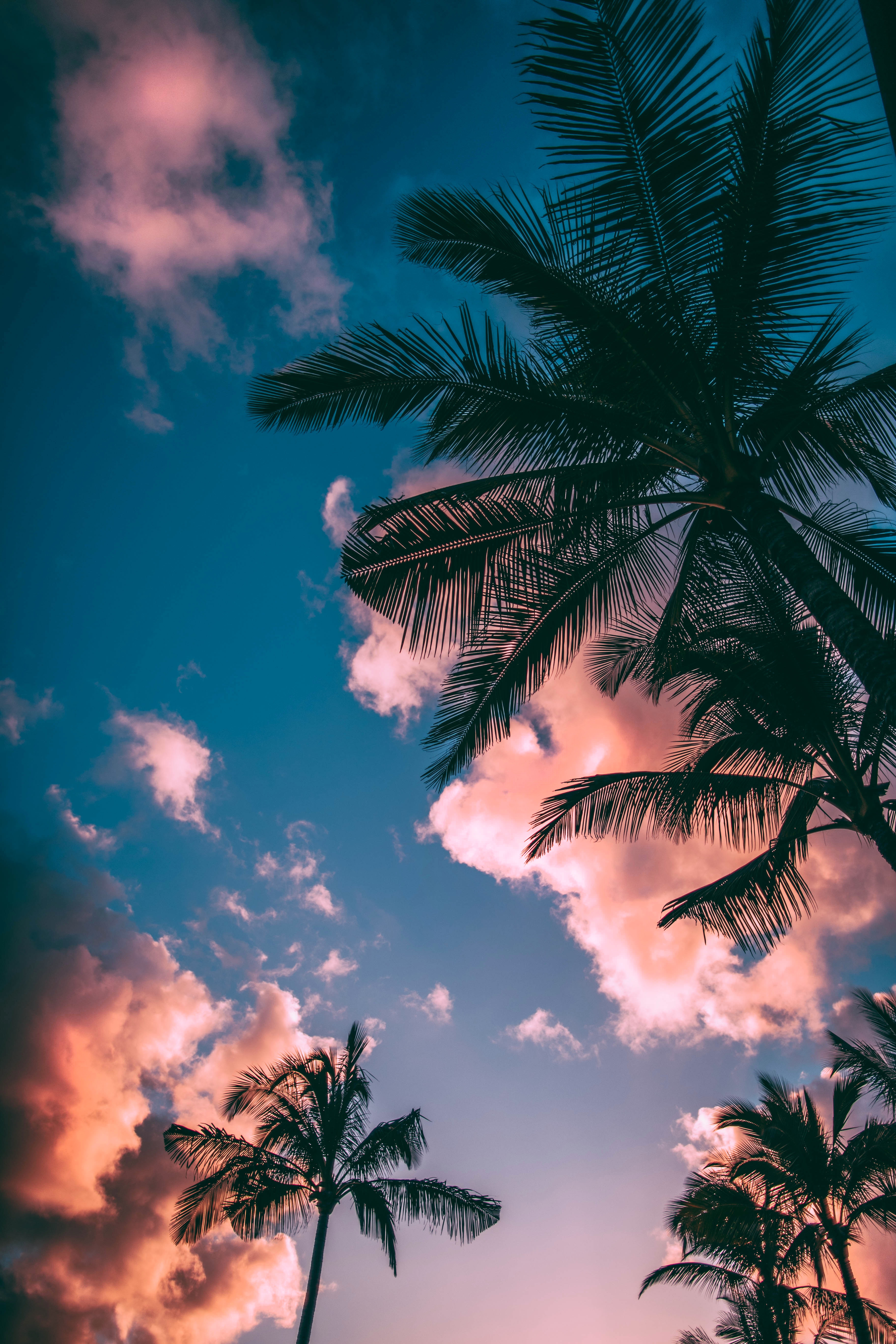 sunset, sky, bottom view, palms, nature, clouds, branches, porous cellphone