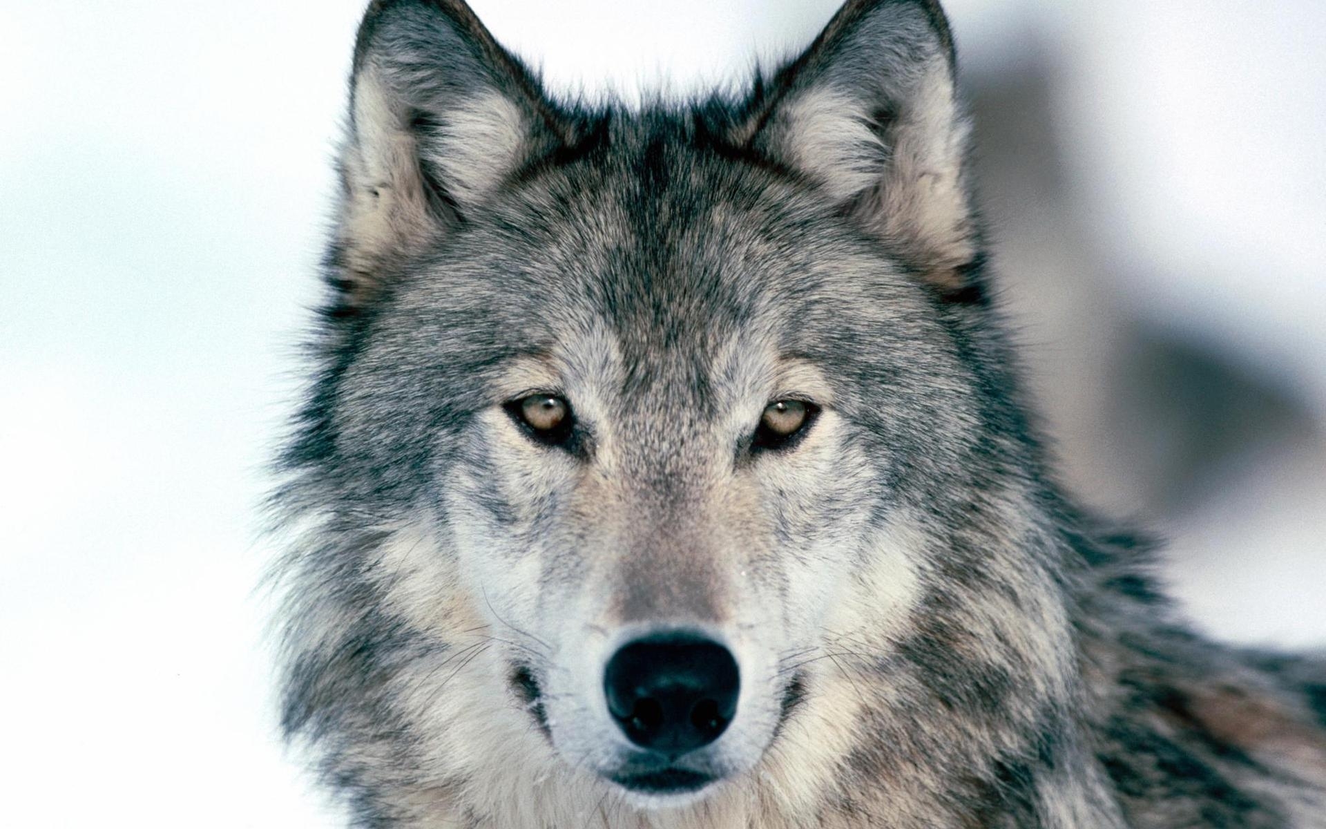 27277 baixar papel de parede lobos, animais, cinza - protetores de tela e imagens gratuitamente