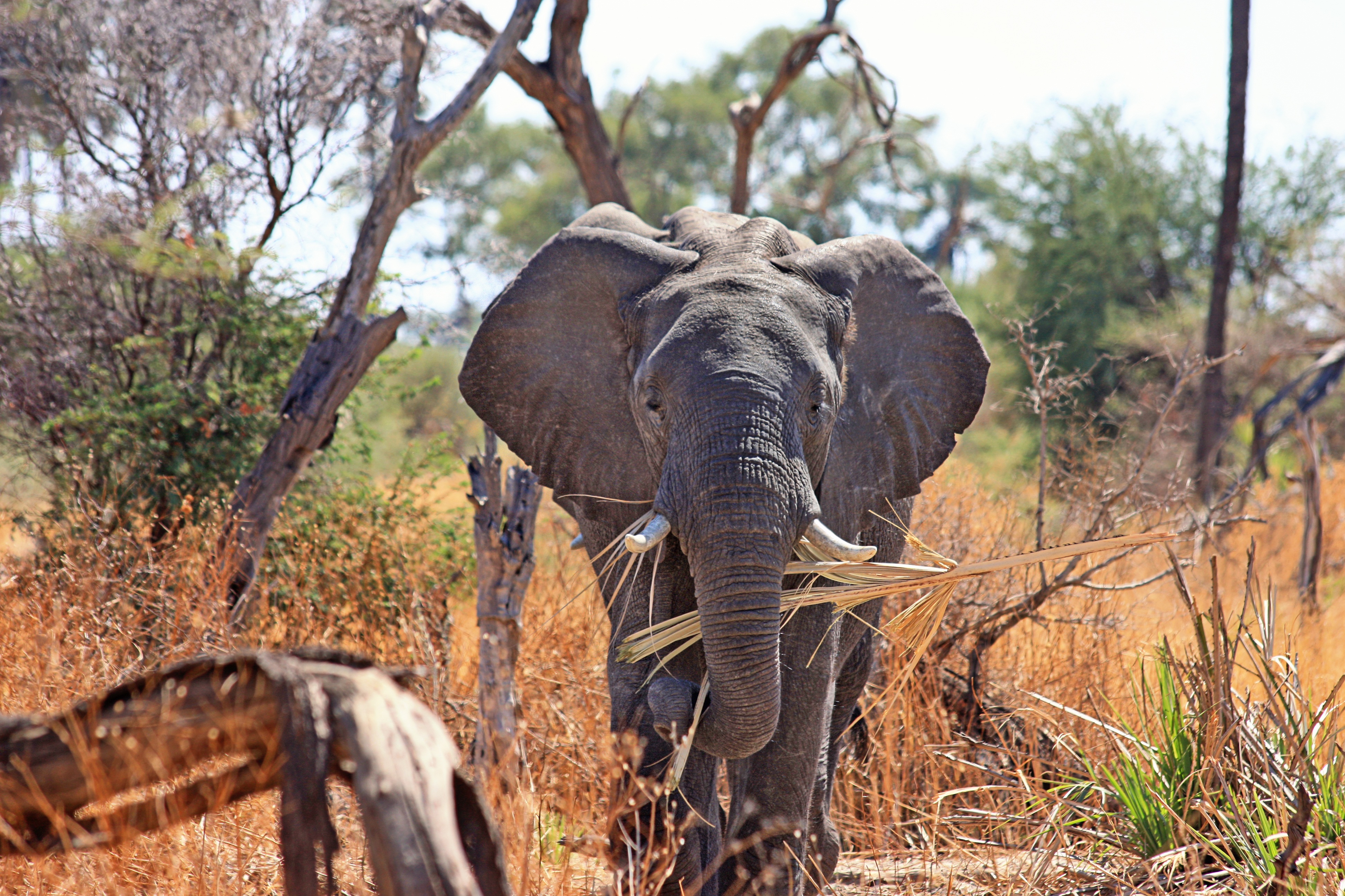 140248 Bild herunterladen tiere, safari, elefant, elefanten, afrika, kofferraum, der rüssel - Hintergrundbilder und Bildschirmschoner kostenlos
