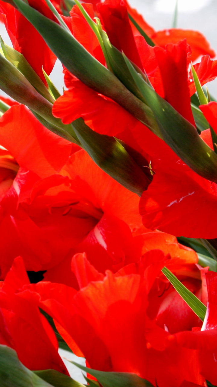 Free HD earth, gladiolus, red flower, flower, flowers