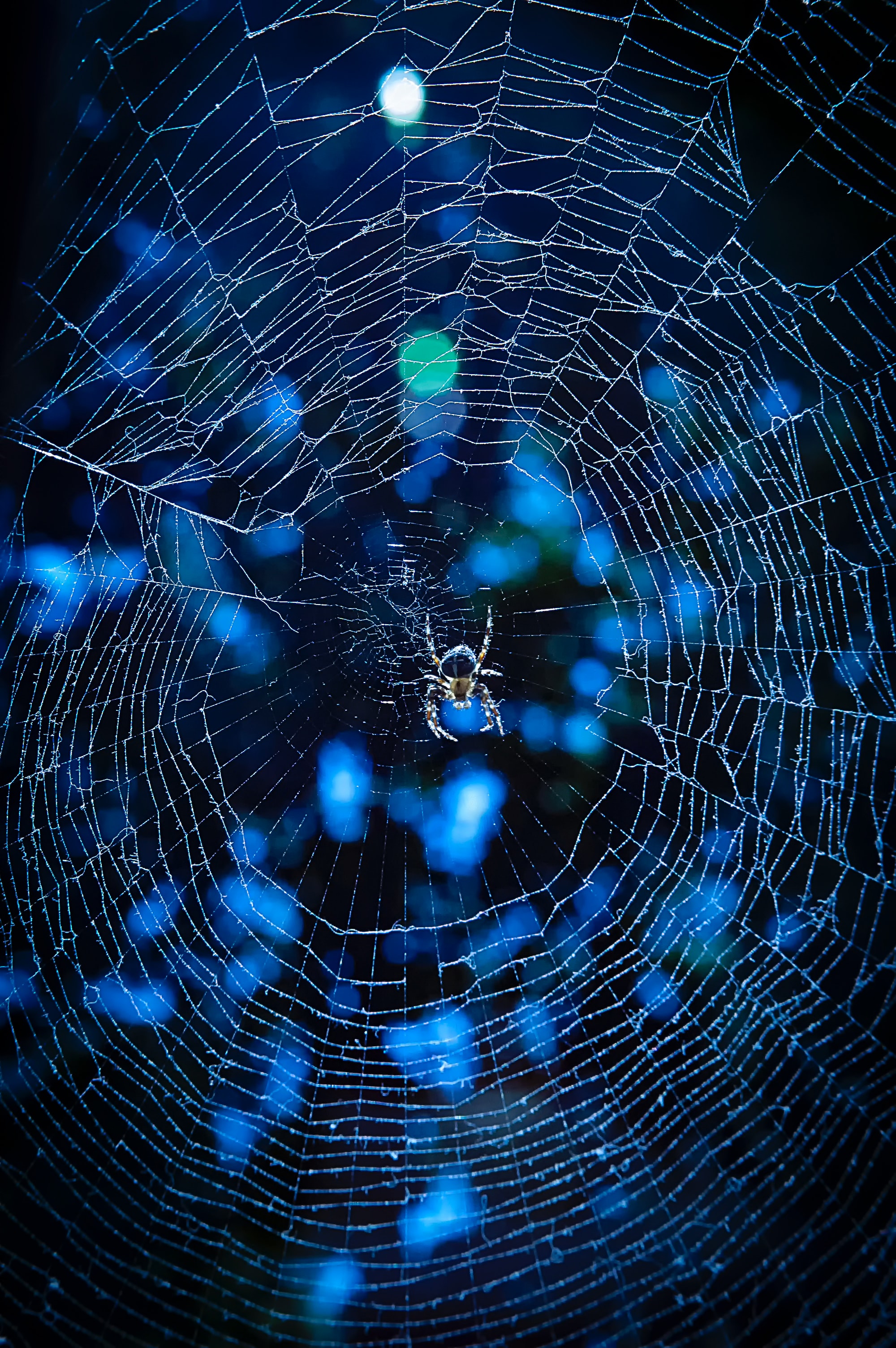 insect, spider, glare, web, animals wallpapers for tablet