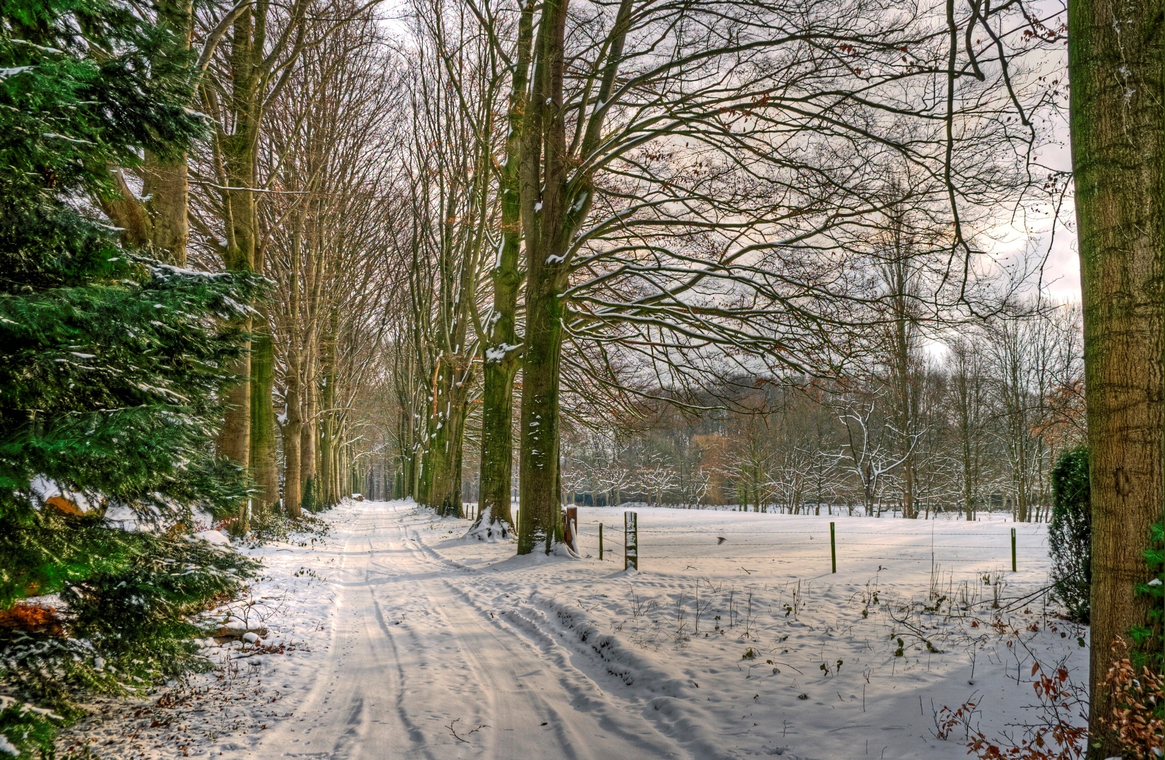 52445 Hintergrundbild herunterladen natur, bäume, schnee, straße, gasse, niederlande - Bildschirmschoner und Bilder kostenlos