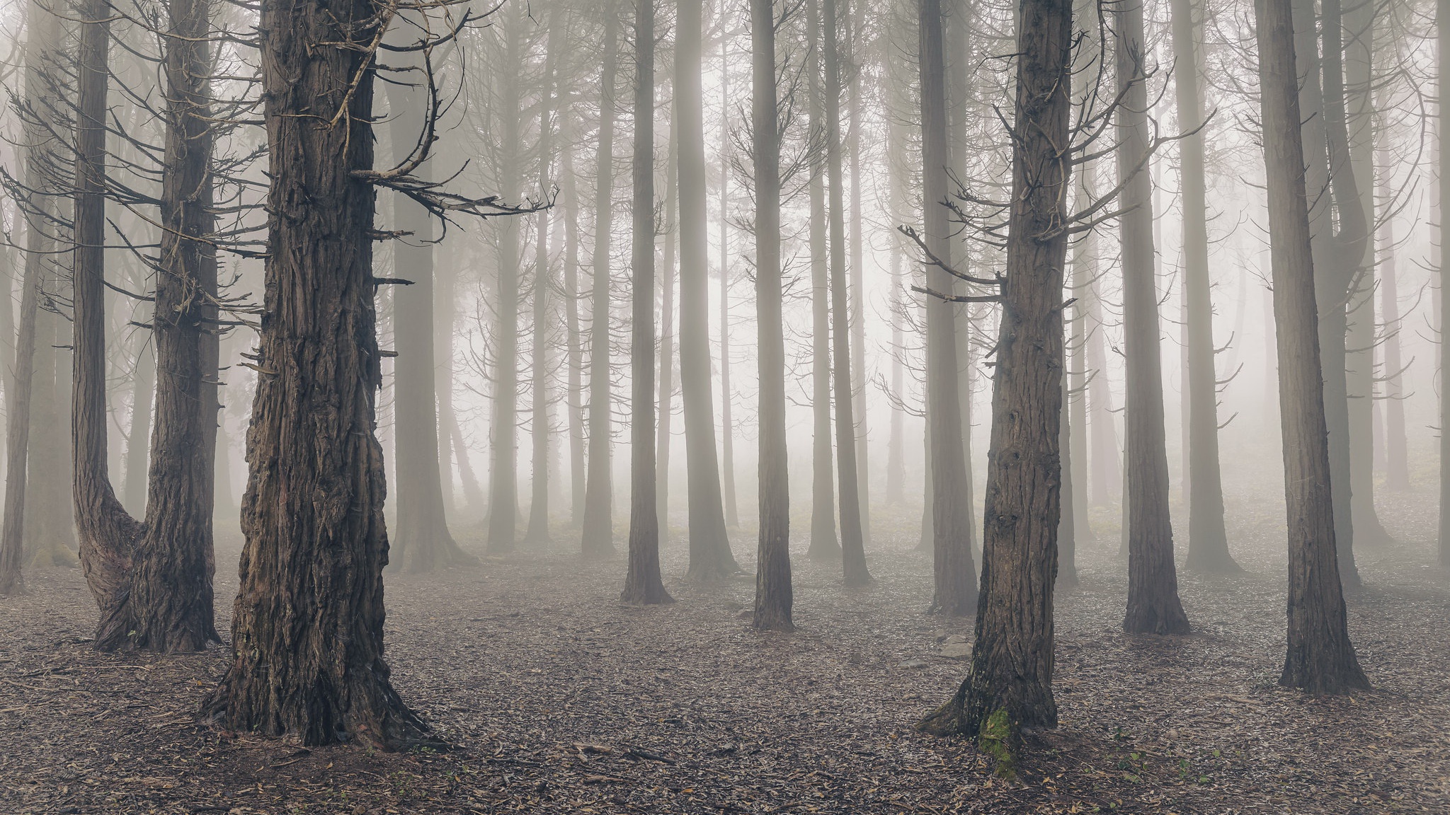 Фото на рабочий стол лес в тумане