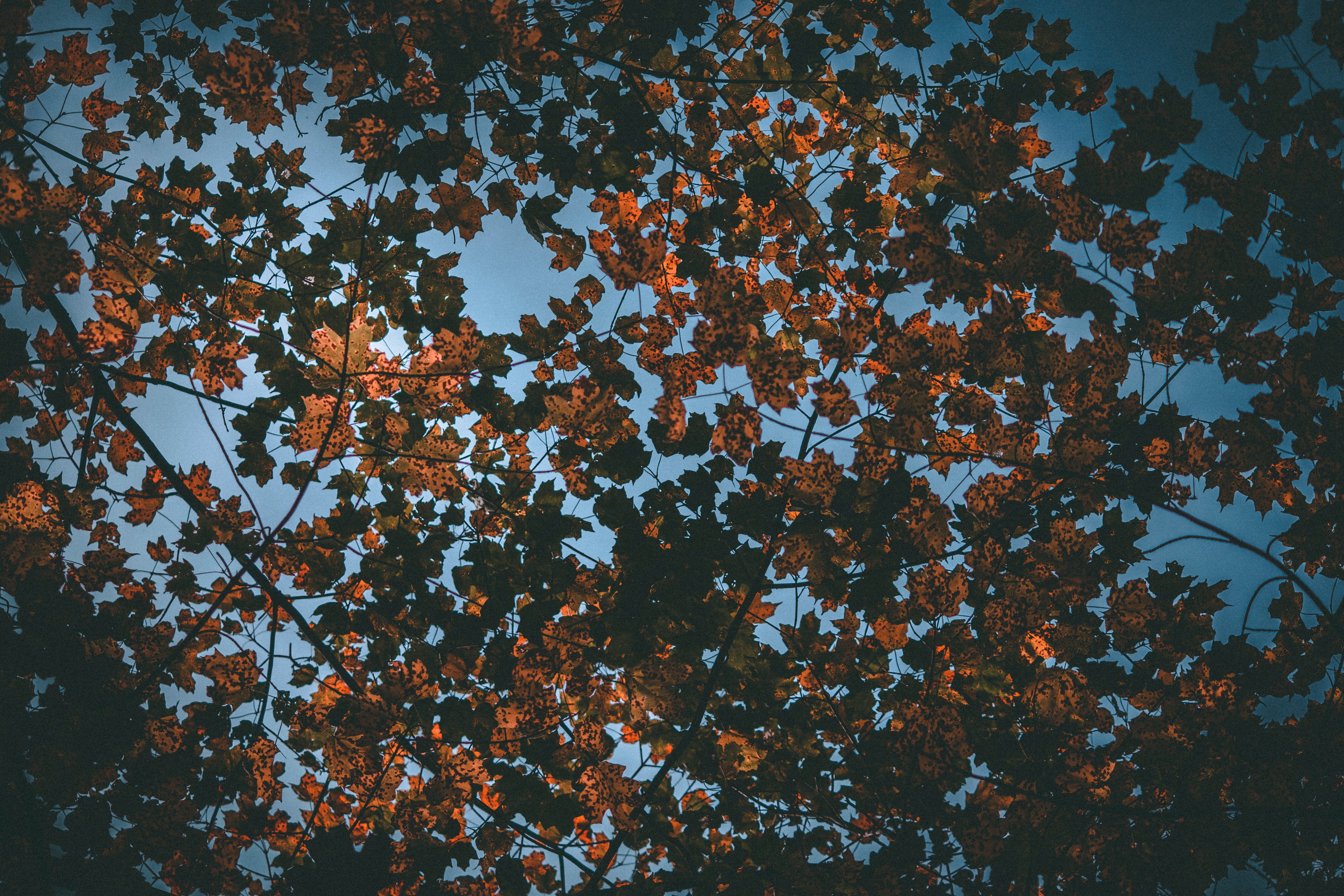 155992 Protetores de tela e papéis de parede Outono em seu telefone. Baixe céu, folhas, natureza, seco fotos gratuitamente