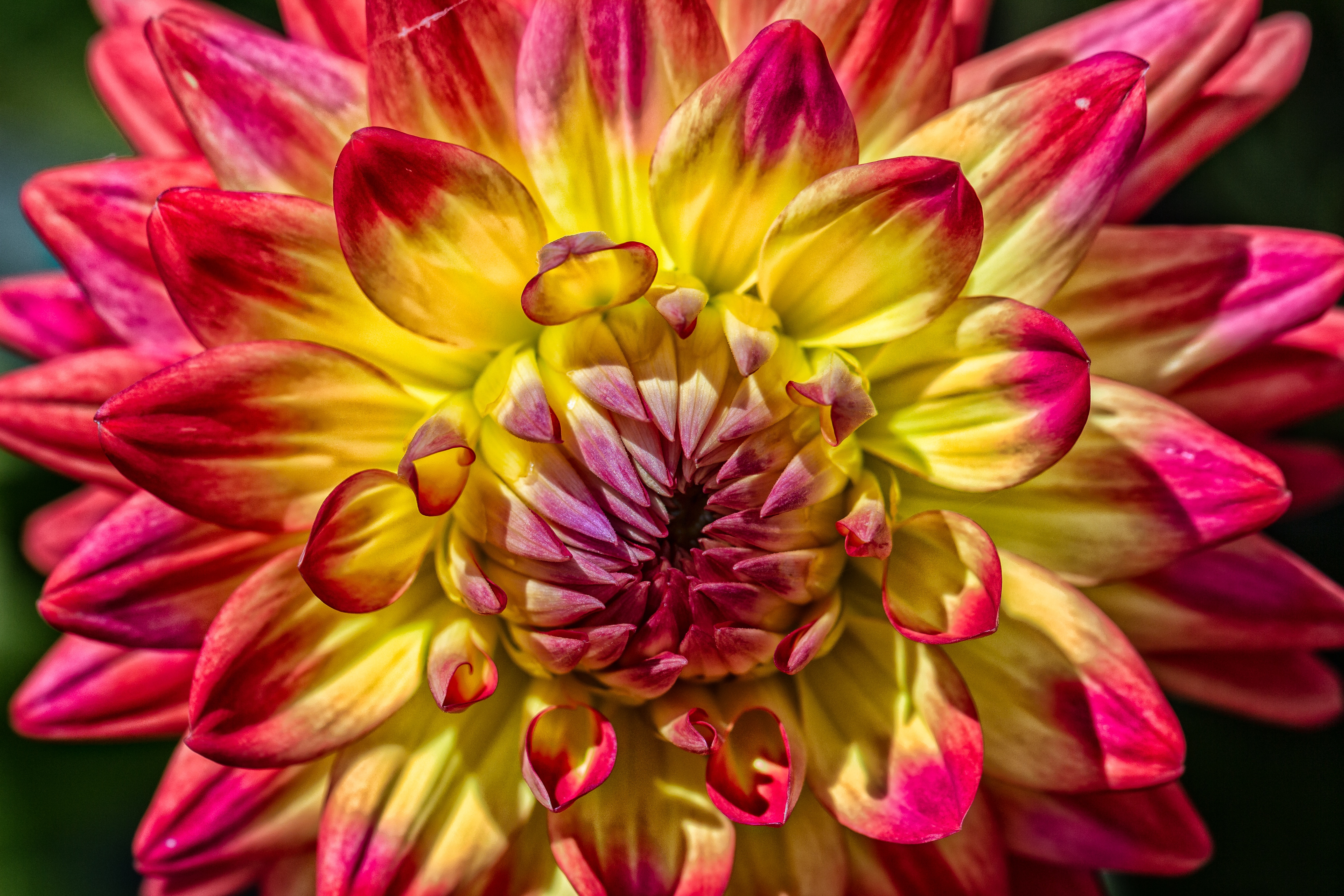 152729 download wallpaper petals, flowers, bud, close-up, dahlia screensavers and pictures for free