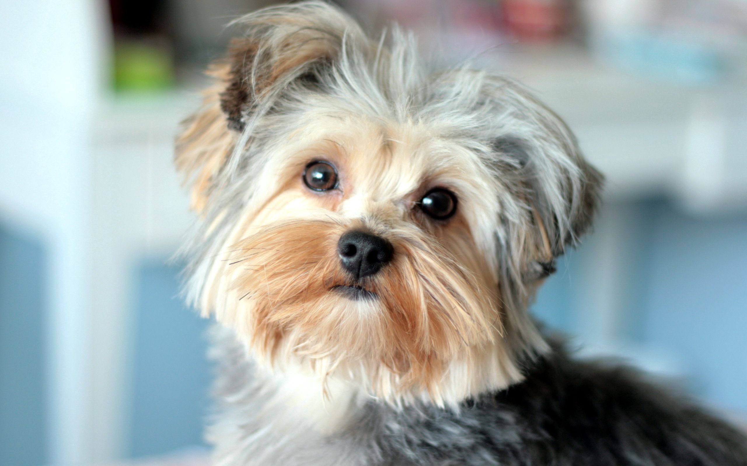 Widescreen image yorkshire terrier, animals, well-groomed, muzzle