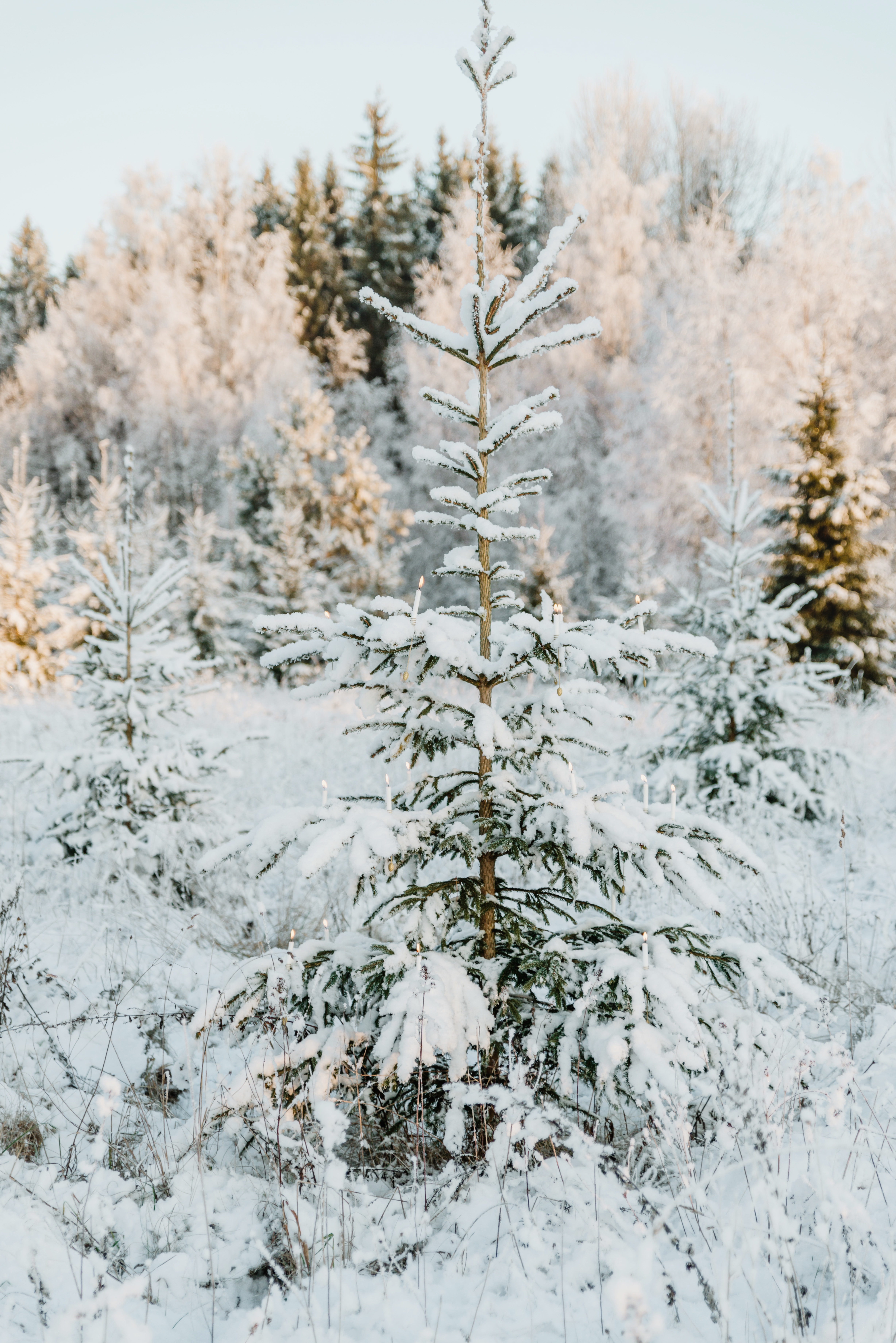 christmas tree, winter, nature, snow, wood, tree, garland
