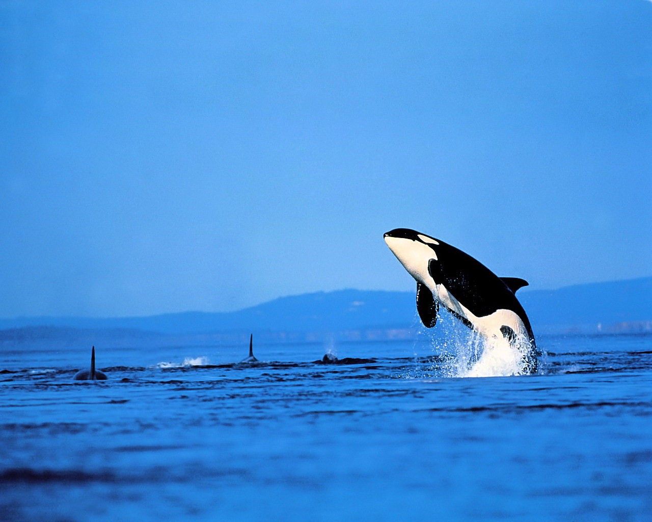 51768 Hintergrundbild herunterladen tiere, sky, sea, waves, prallen, springen, delfin - Bildschirmschoner und Bilder kostenlos