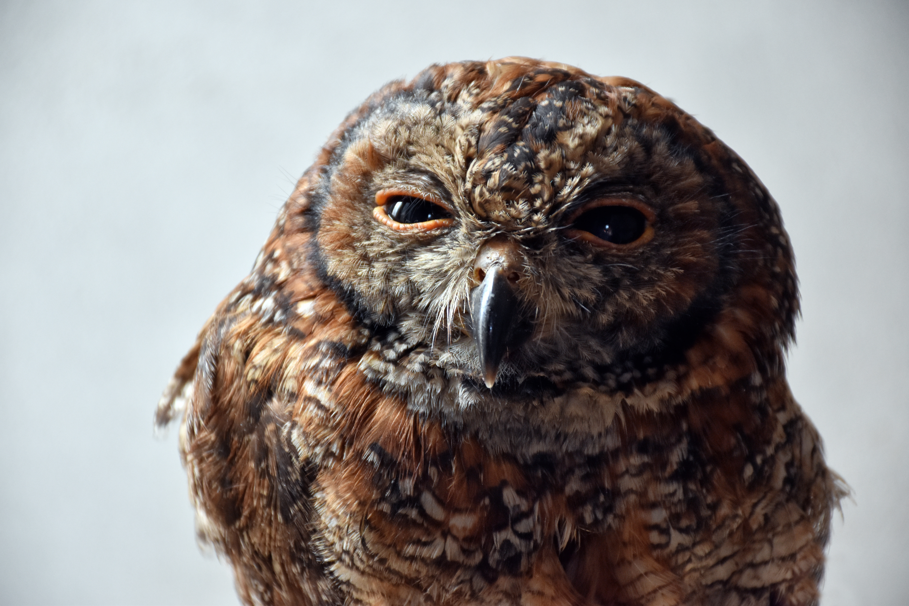 HD wallpaper bird, animals, owl, predator, squint