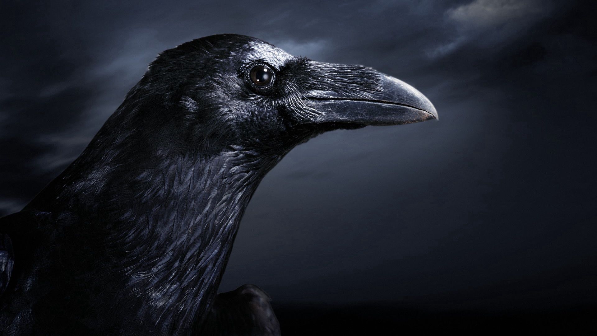 raven, bird, profile, animals, beak, black