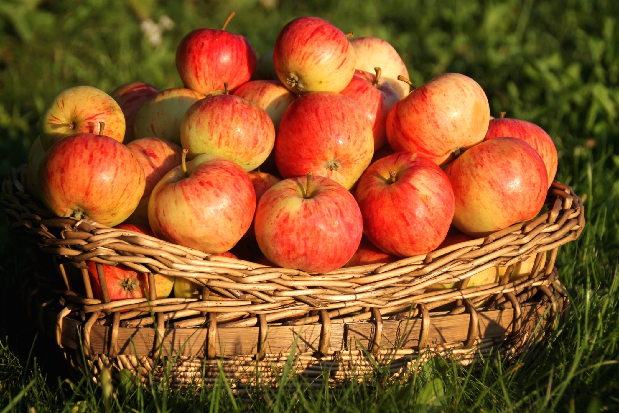 Apple fruits, basket, food, fruit 4k Wallpaper