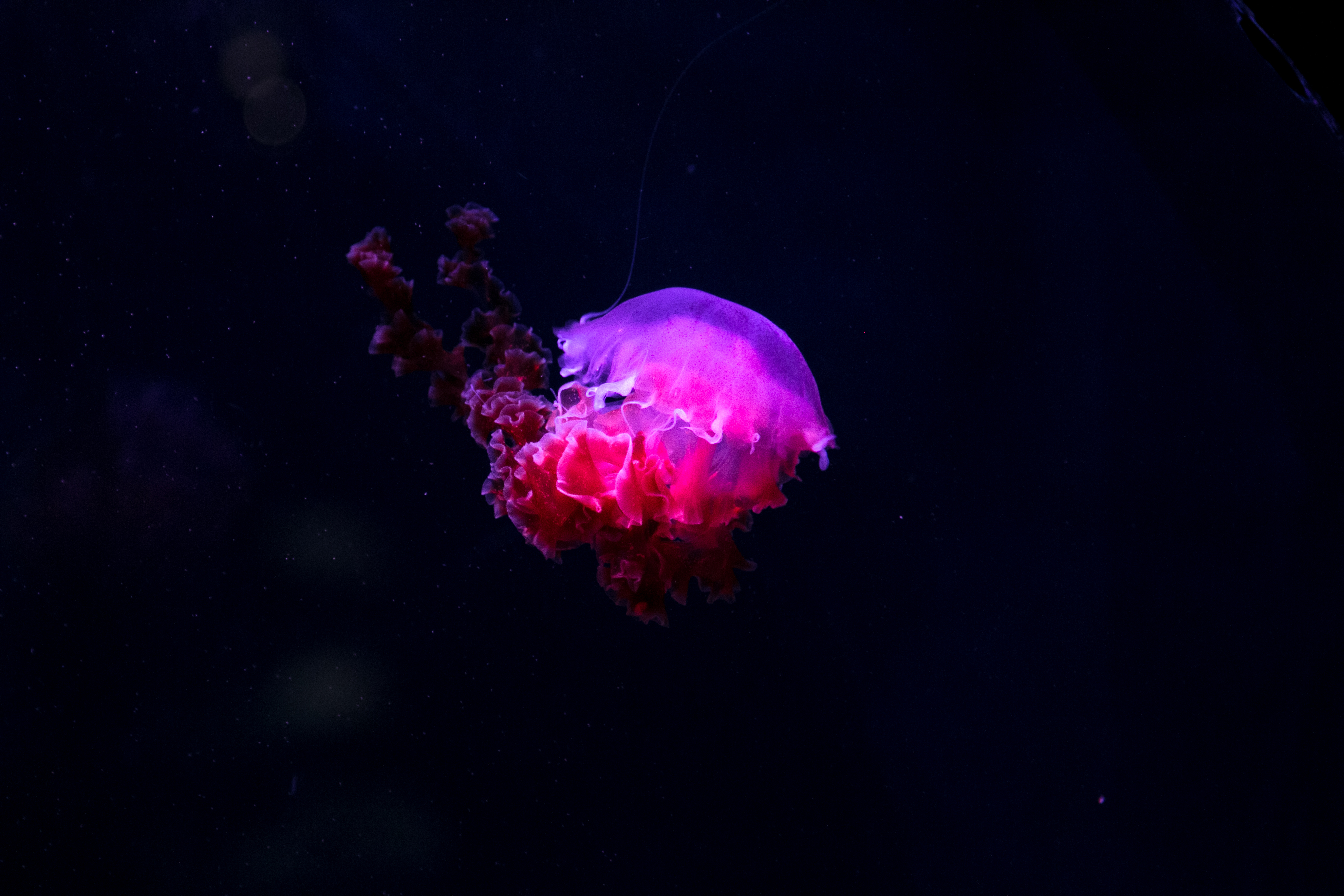 underwater world, animals, jellyfish, phosphorus, glows, lights up