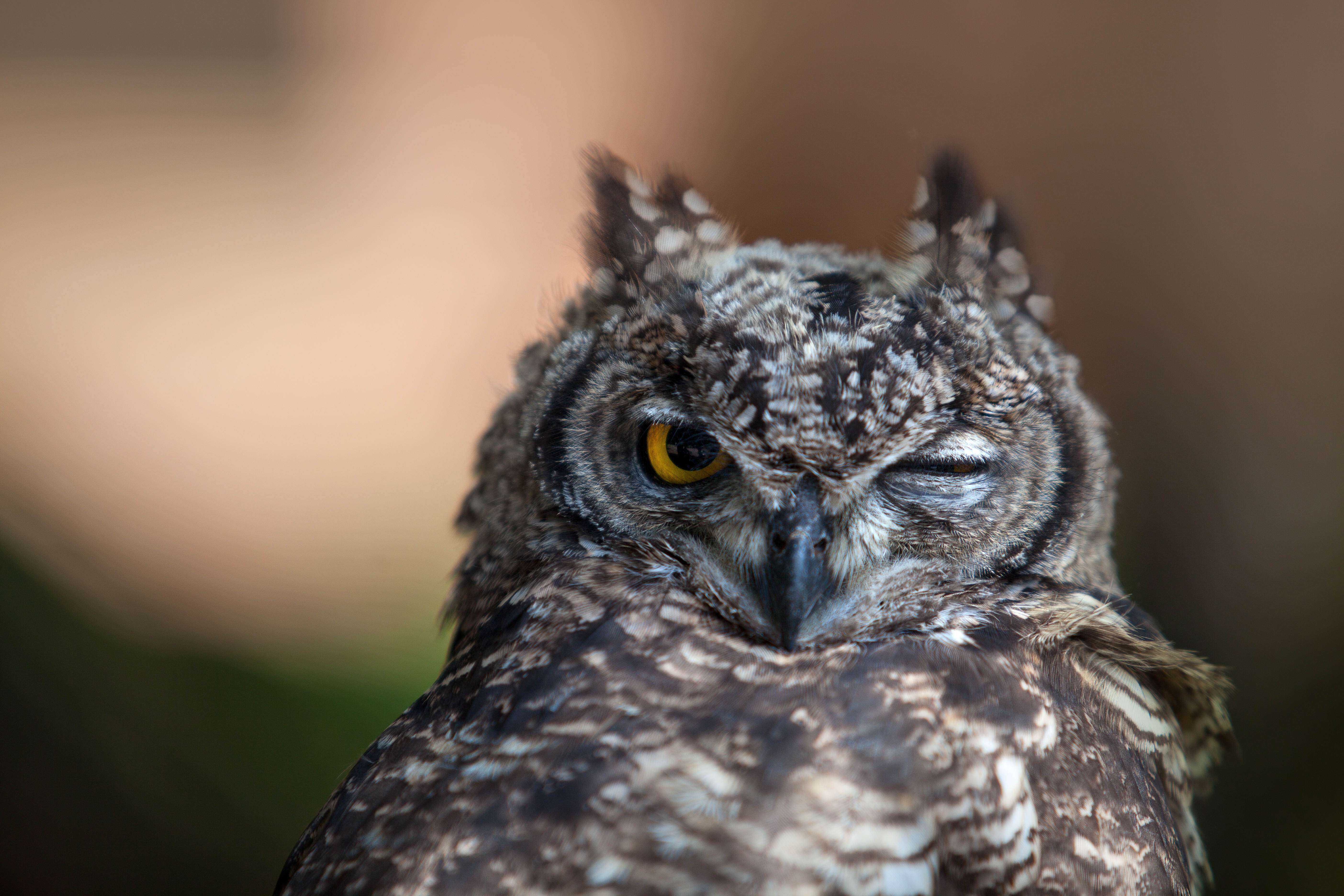 57079 download wallpaper bird, animals, owl, eyes, predator screensavers and pictures for free
