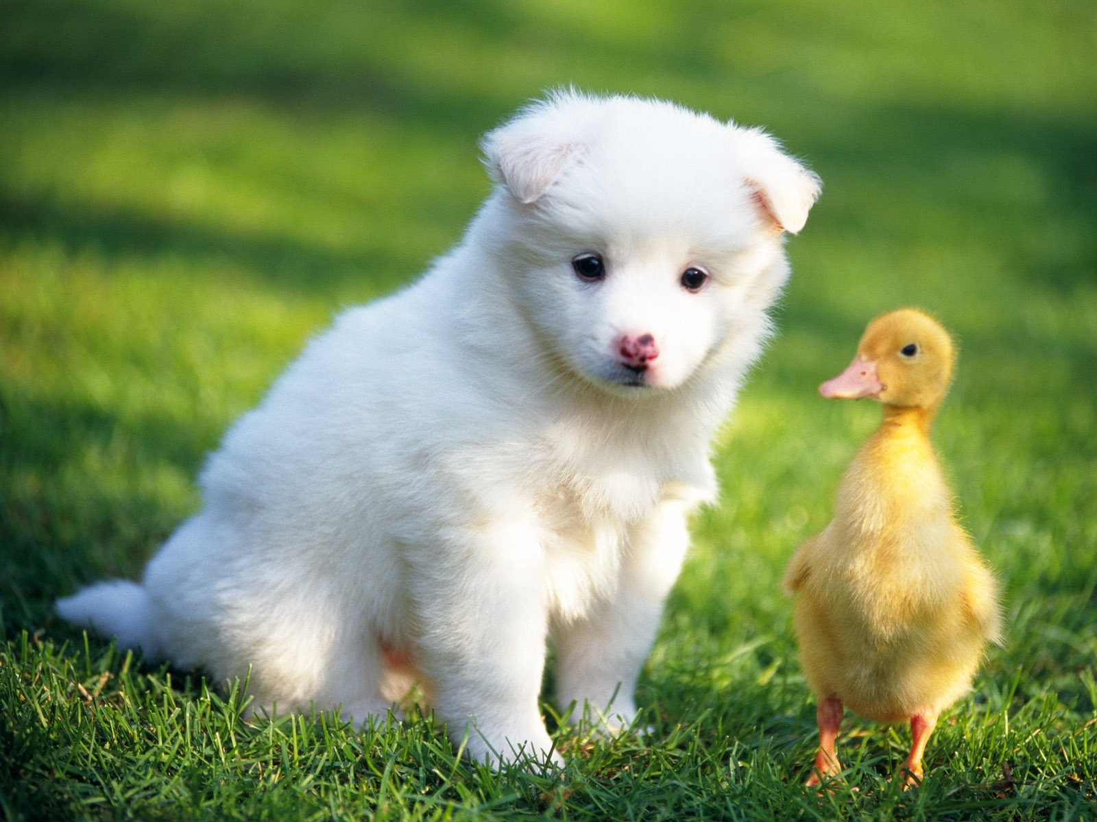 Цыплята и собака