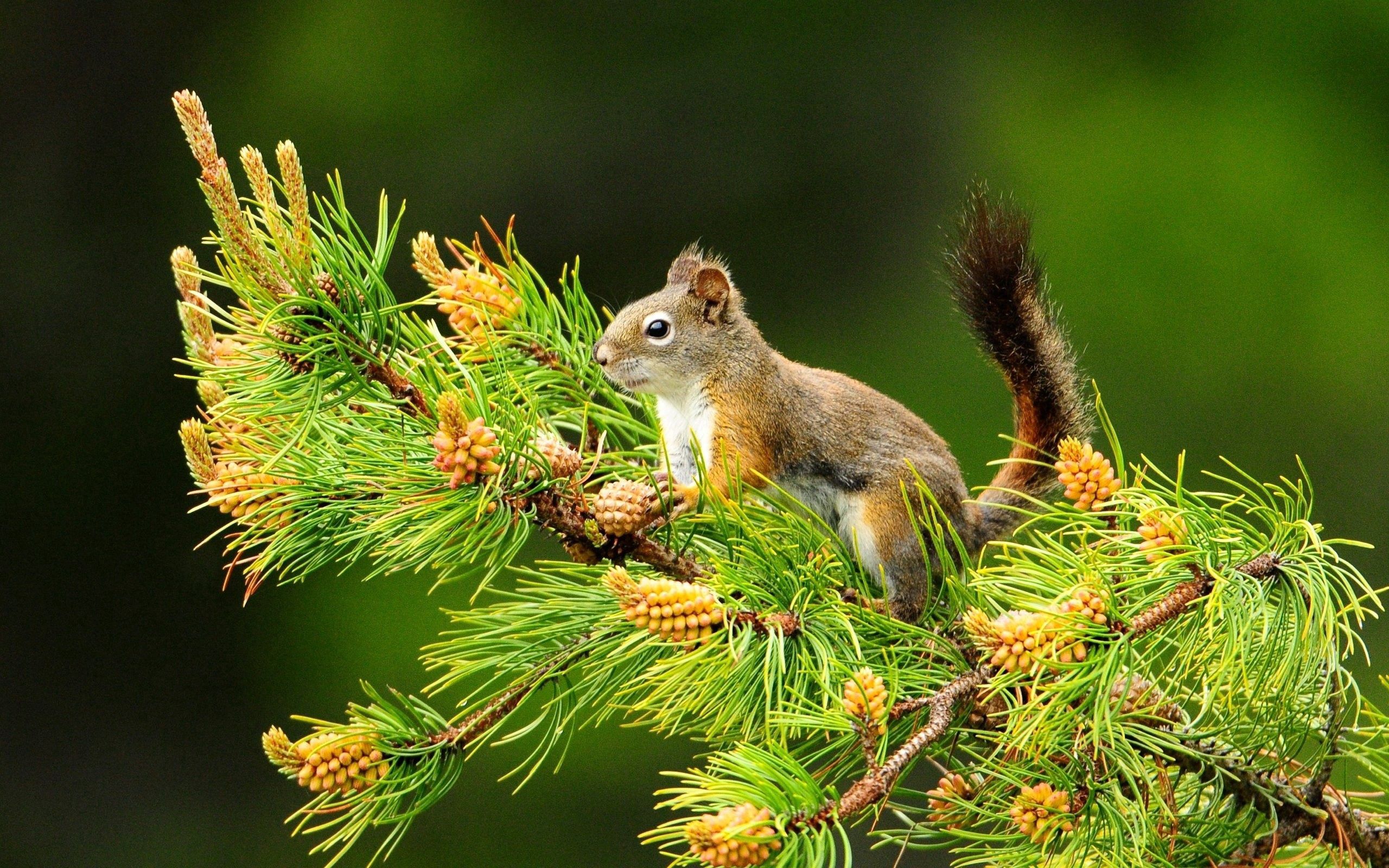 spruce, branch, animals, fir, sit, tail, squirrel