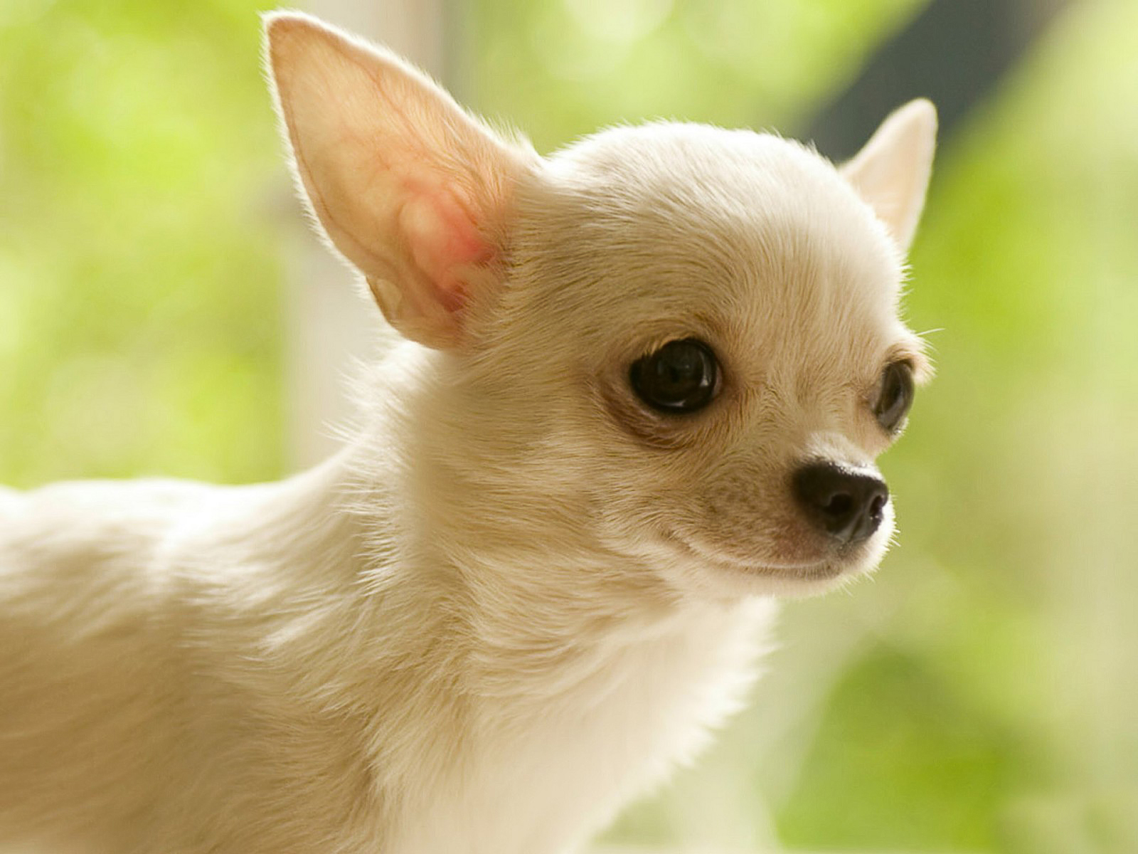 可爱的小吉娃娃狗免费高清宽屏的壁纸,高清图片,壁纸,动物-桌面城市
