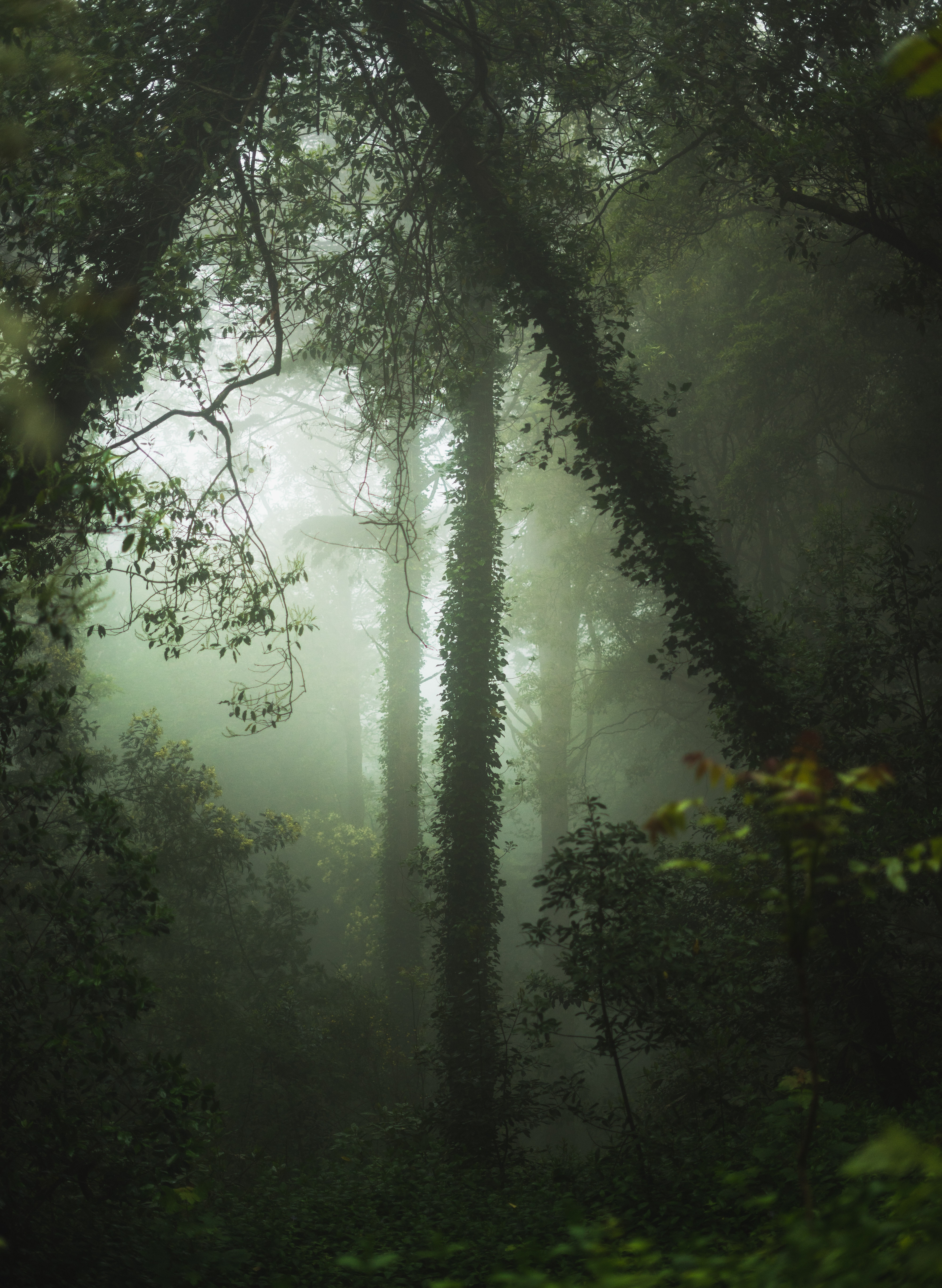 73412 Hintergrundbild herunterladen natur, bäume, wald, nebel, vegetation - Bildschirmschoner und Bilder kostenlos