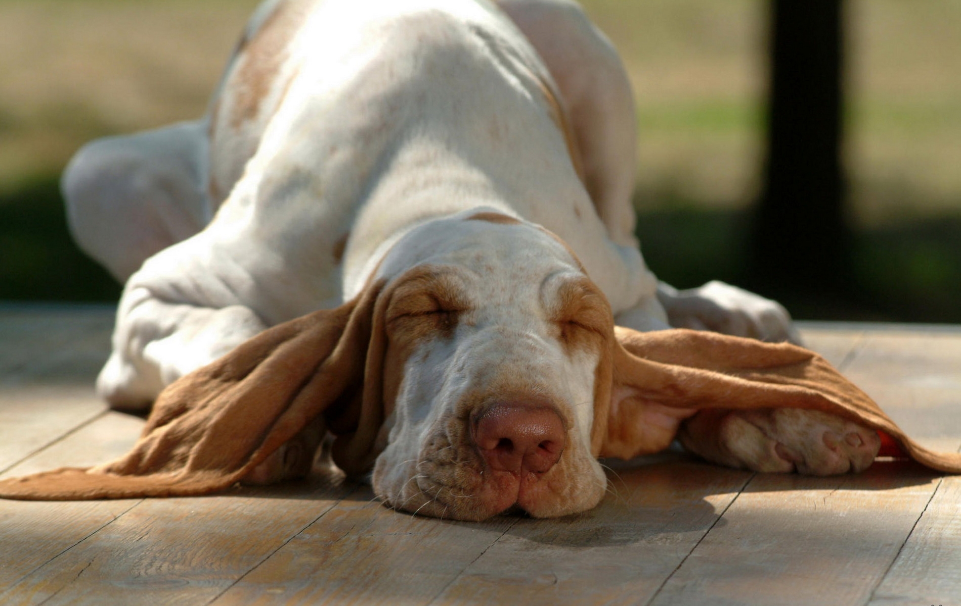 animals, to lie down, lie, dog, muzzle, ears, sleep, dream 4K Ultra