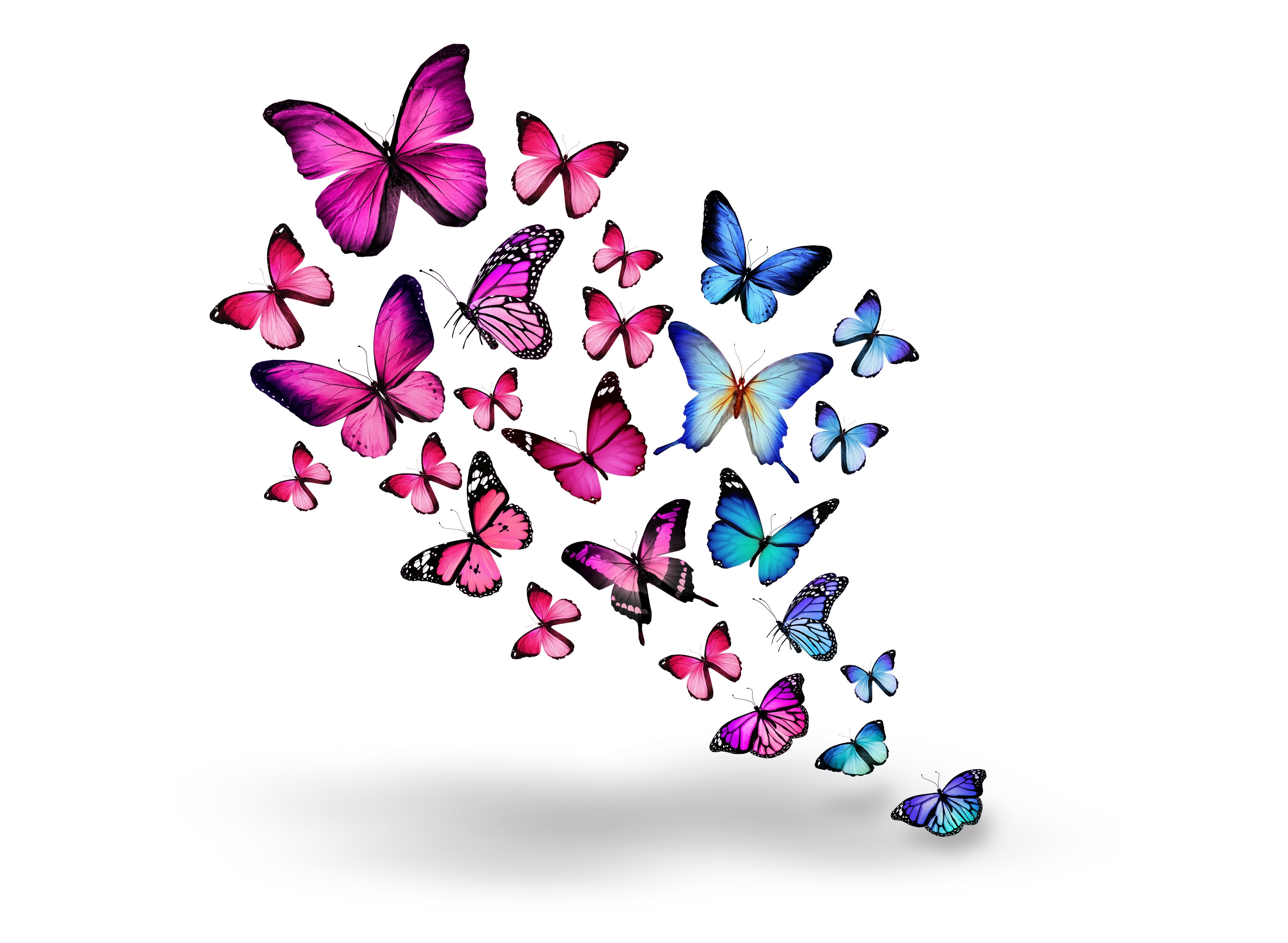 artistic Butterfly Full HD Wallpaper