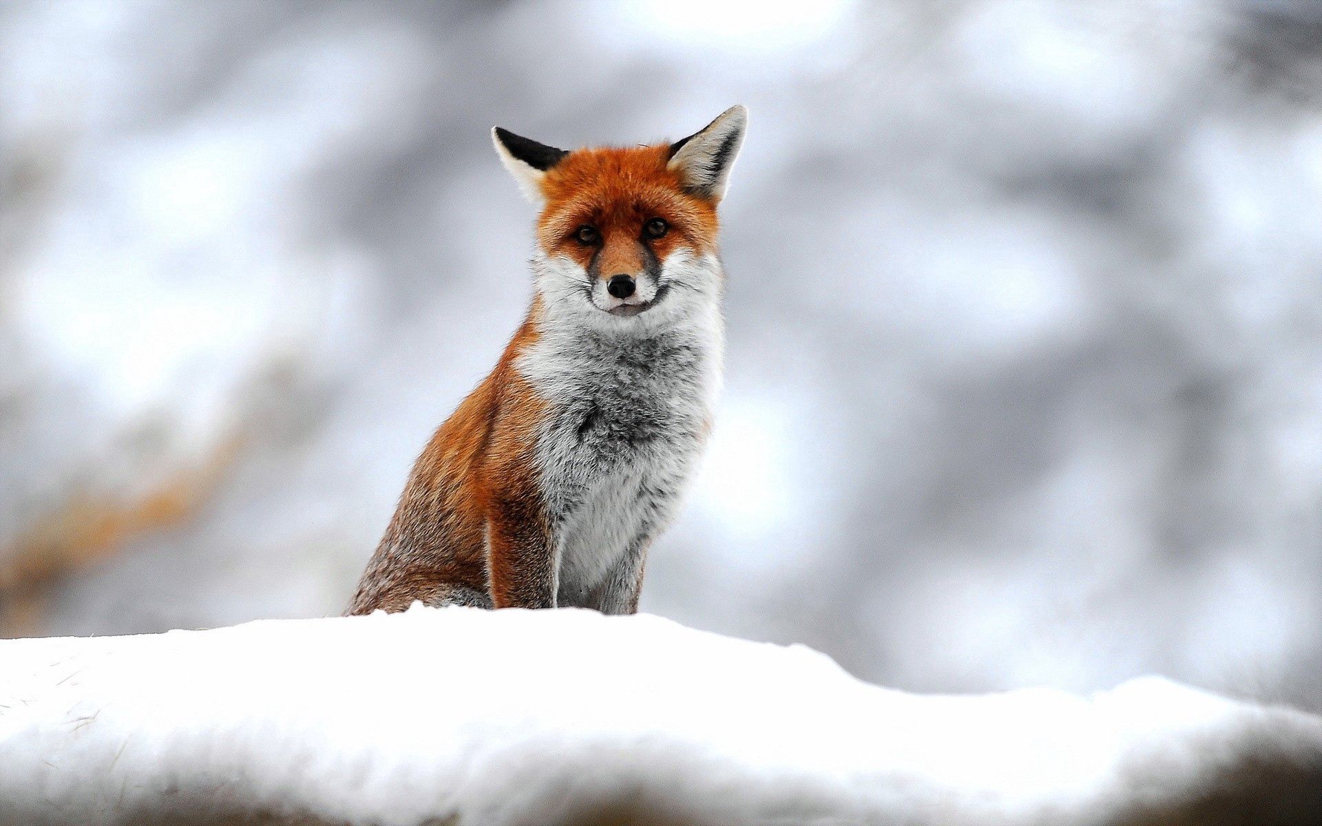 snow, animals, fox Phone Wallpaper