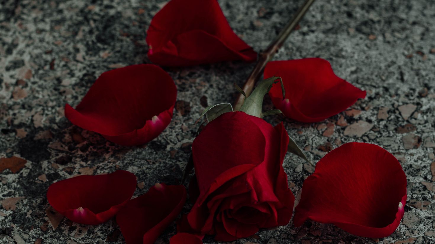 Вишня почему любовь не вышел. Лепестки роз. Опавший цветок. Лепестки красных роз.