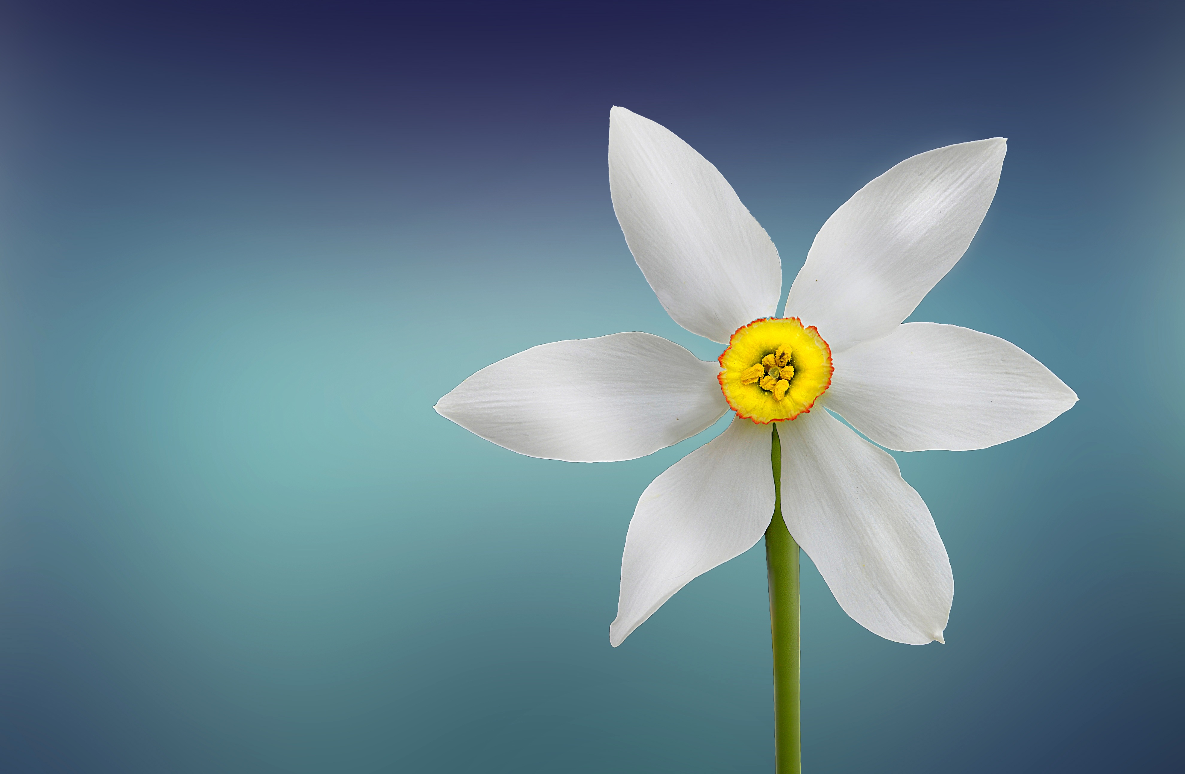 iPhone background white flower, flower, earth, flowers