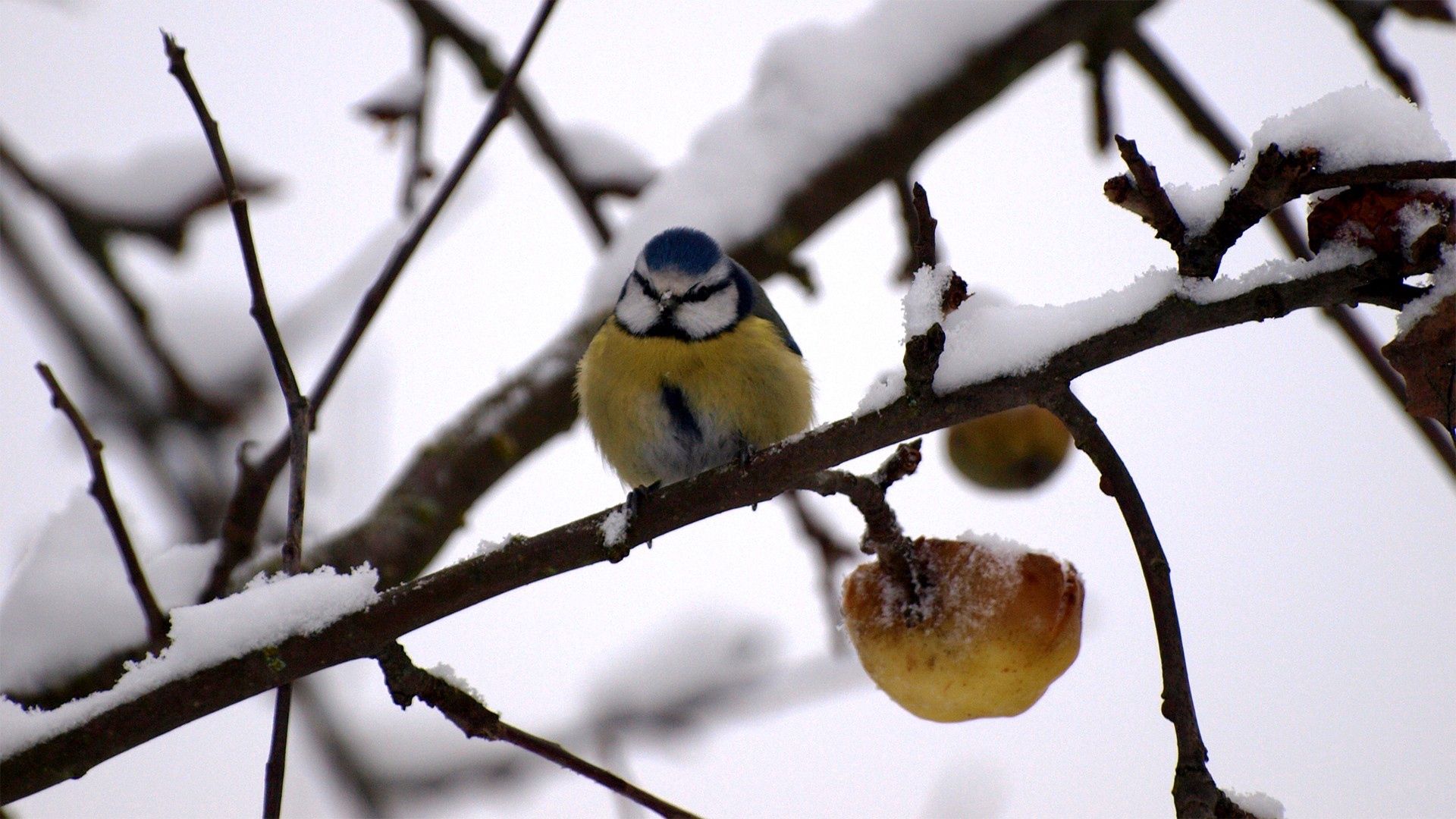 winter, animals, snow, branch, bullfinch Phone Background