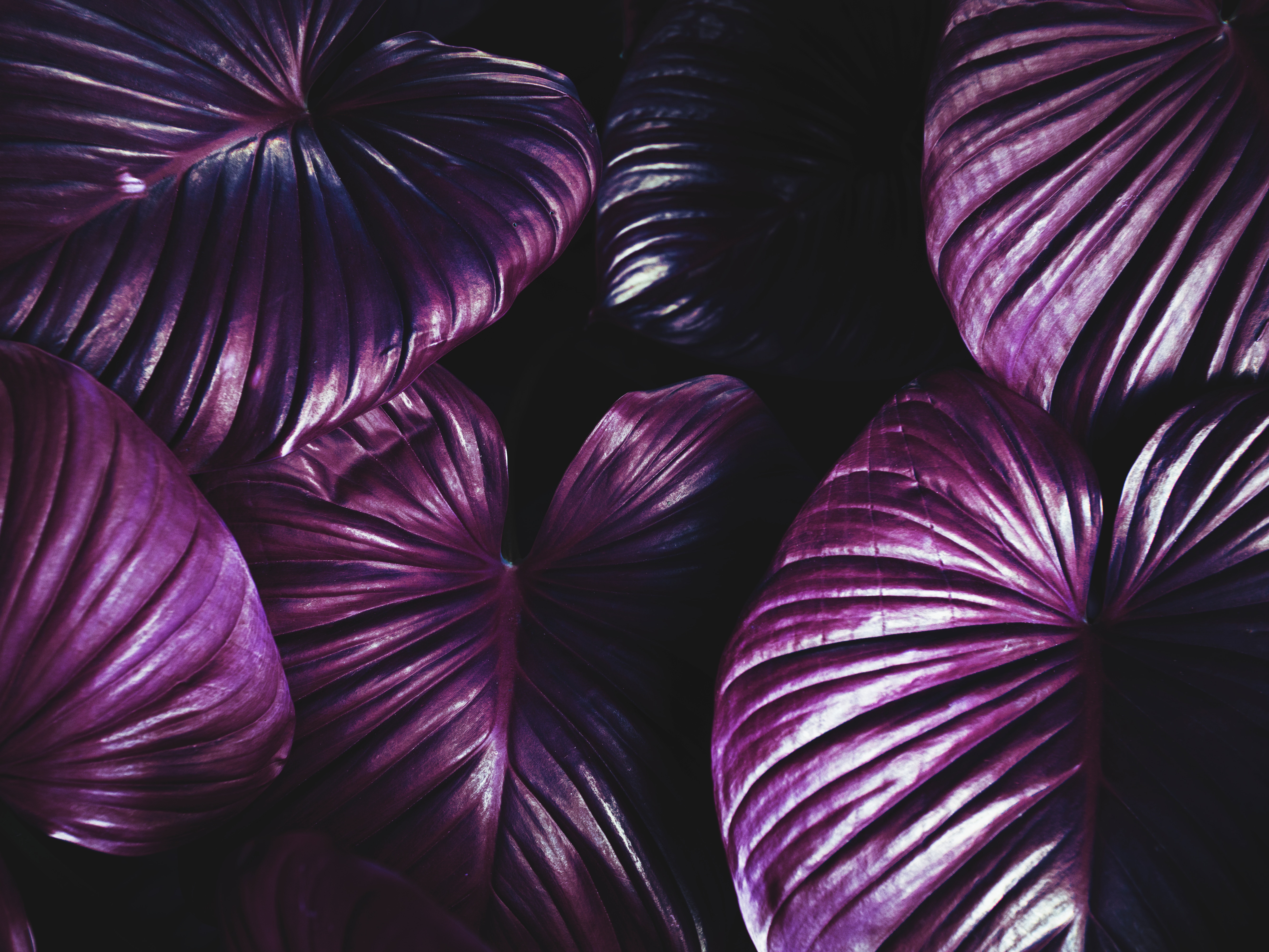 お使いの携帯電話の60288スクリーンセーバーと壁紙紫の。 植物, 葉, 工場, 闇, 暗い, 紫の, 紫の写真を無料でダウンロード
