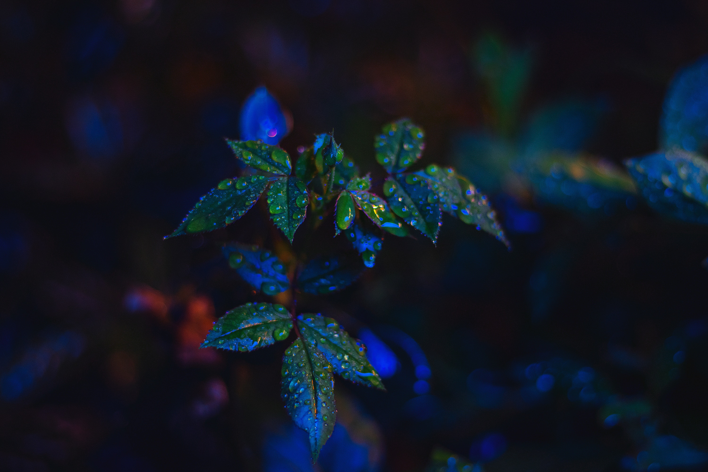 close-up, macro, leaves, drops, bush High Definition image