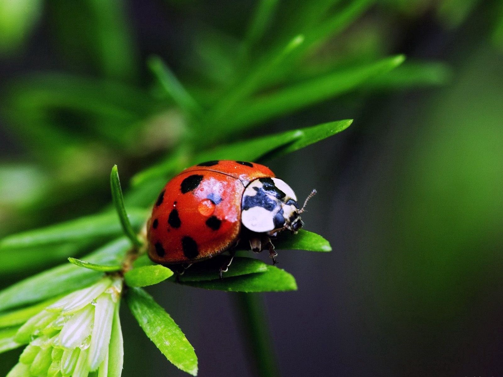 147509 Hintergrundbilder und Ladybird Bilder auf dem Desktop. Laden Sie marienkäfer, farbe, blätter, makro Bildschirmschoner kostenlos auf den PC herunter