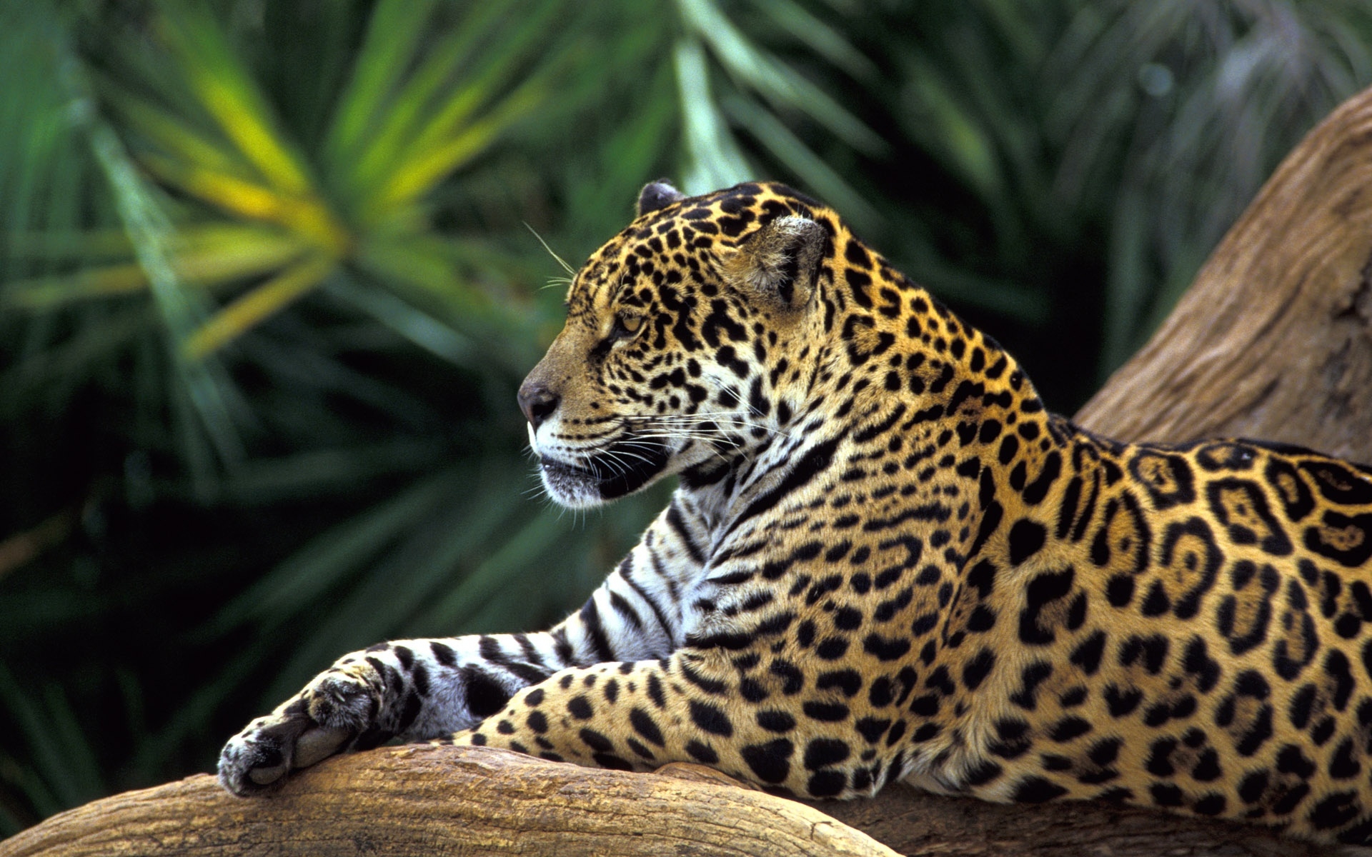 34235 Salvapantallas y fondos de pantalla Leopardos en tu teléfono. Descarga imágenes de animales gratis