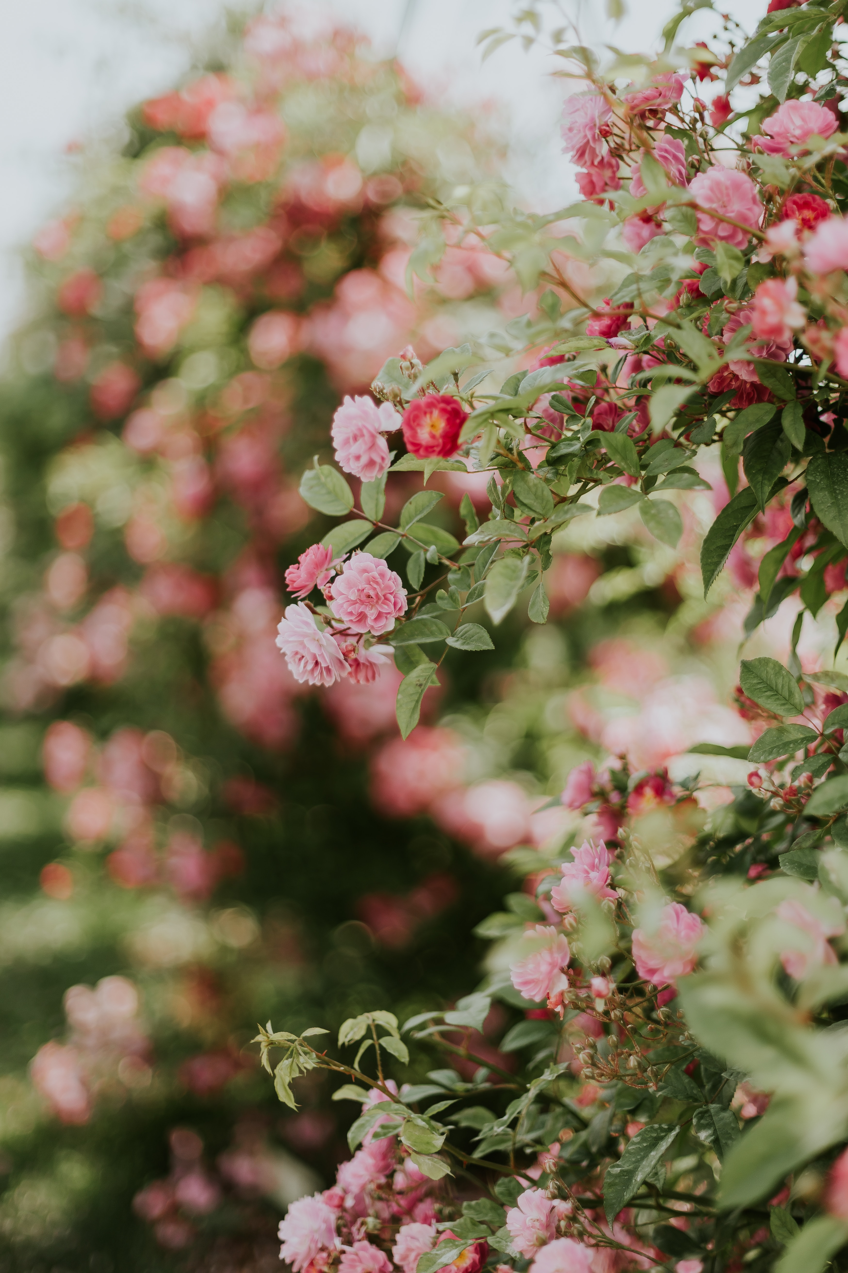 Download Phone wallpaper plant, pink, bush, bloom