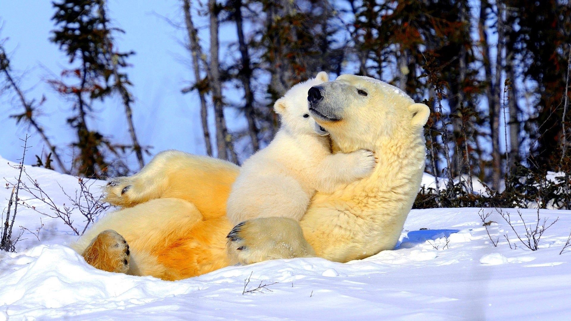Laden Sie das Eisbär, Tiere, Schnee, Junge, Paar, Joey, Umarmung, Umarmen, Polarbär-Bild kostenlos auf Ihren PC-Desktop herunter