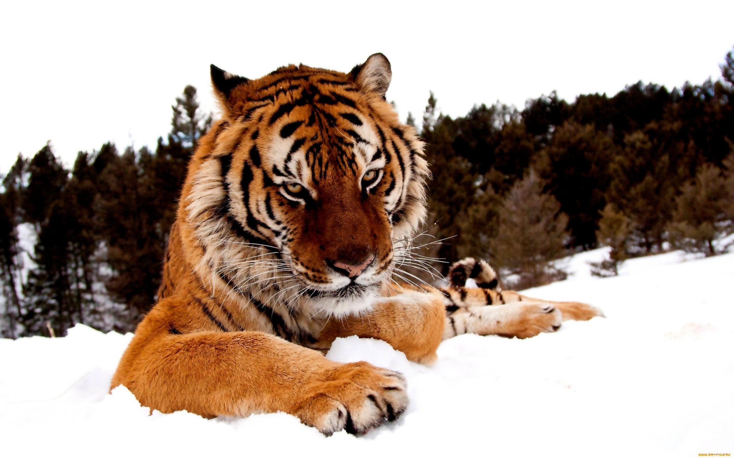 27800 baixar papel de parede tigres, animais - protetores de tela e imagens gratuitamente