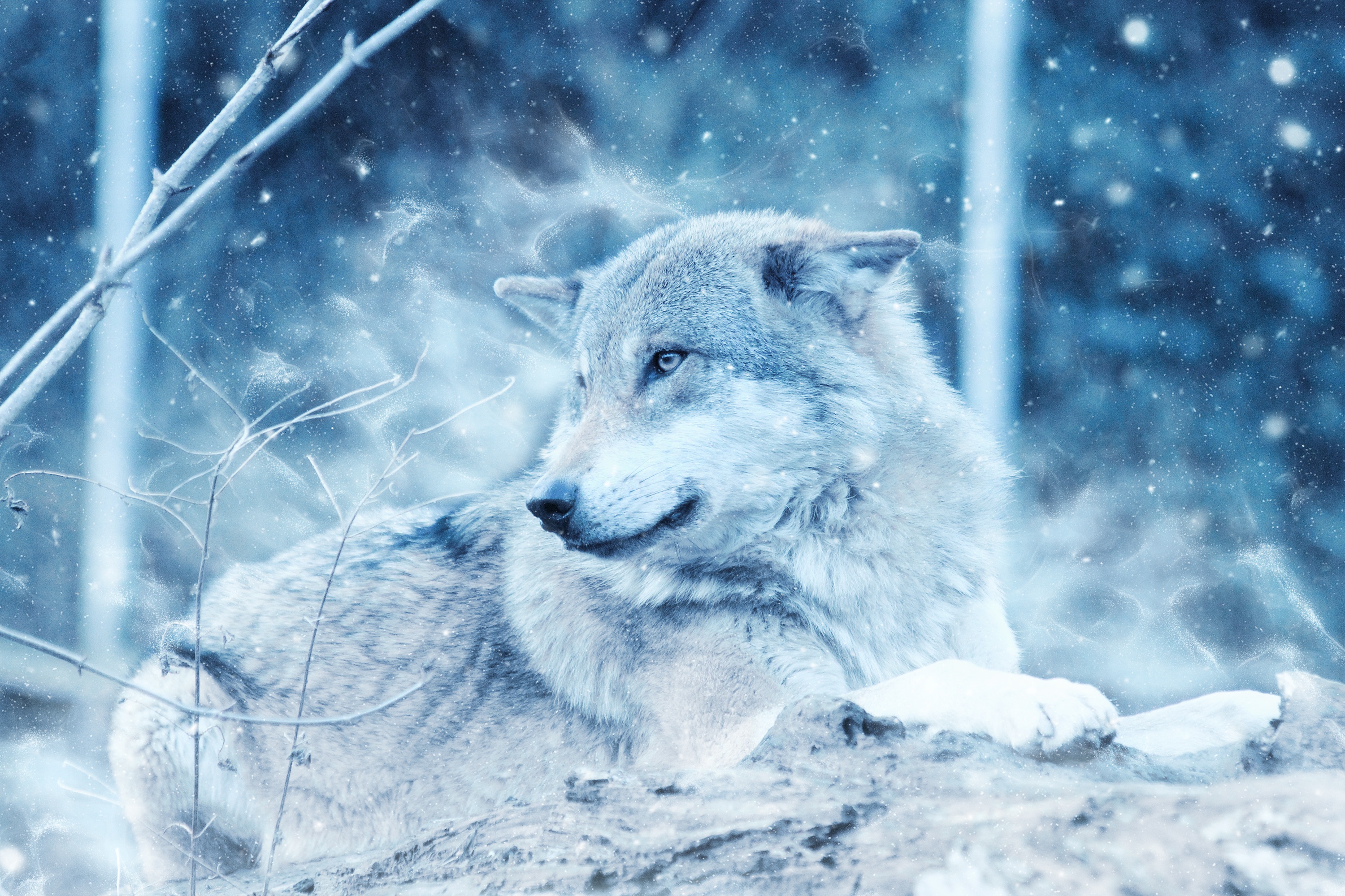 Download mobile wallpaper Opinion, Animals, Predator, Wolf, Sight, Photoshop for free.