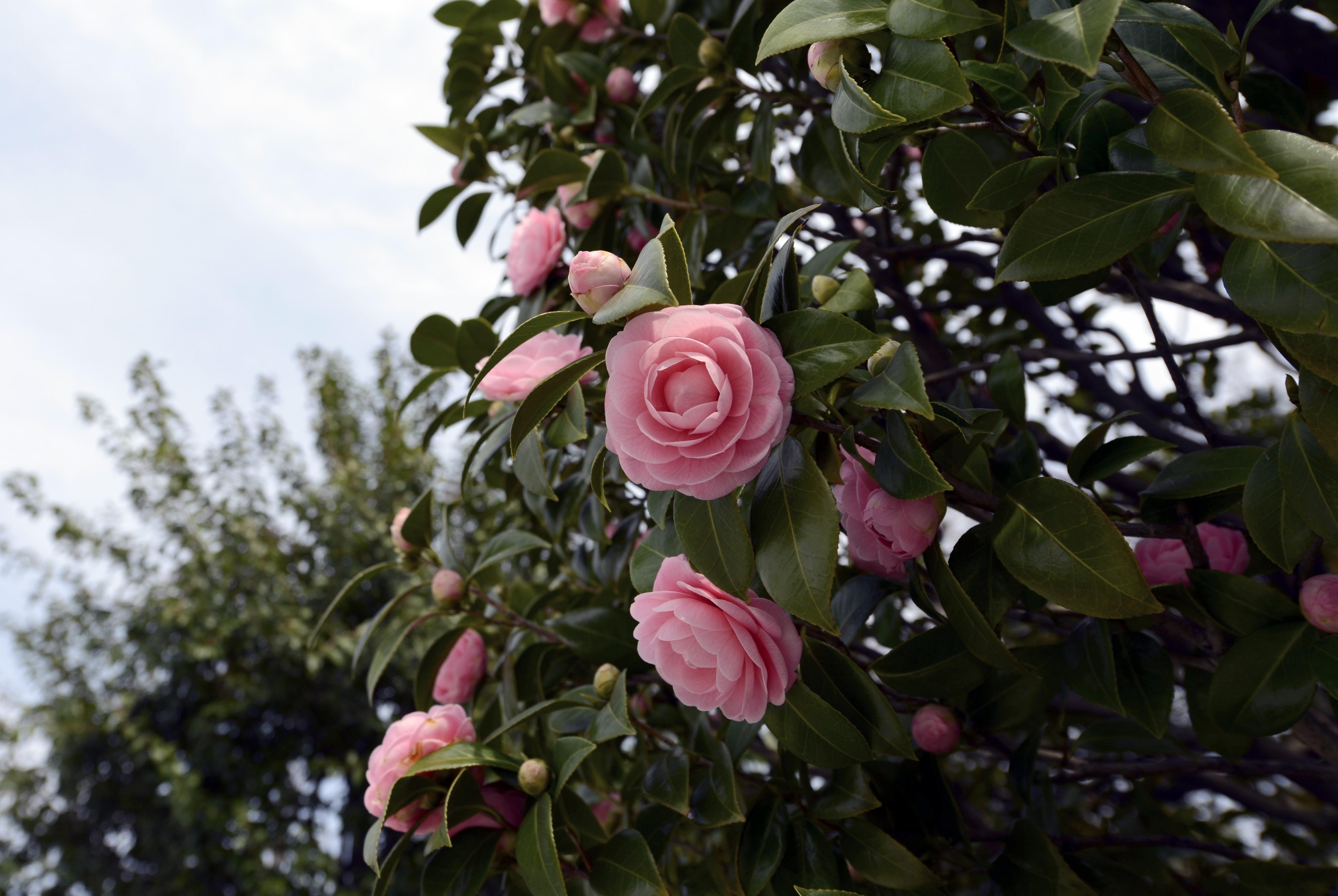 Laden Sie das Blumen, Blätter, Bush, Geäst, Zweige, Blühen, Blühenden, Busch, Kamelie, Camellia-Bild kostenlos auf Ihren PC-Desktop herunter