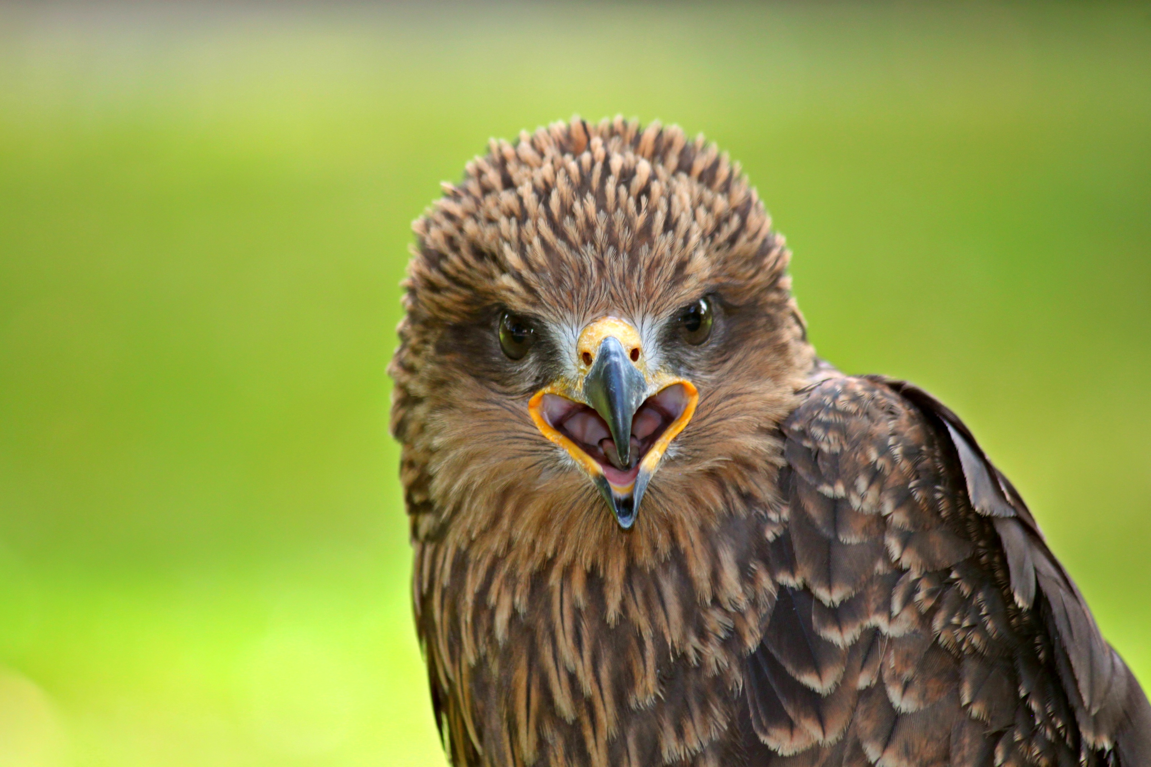 Laden Sie das Tiere, Vogel, Raubtier, Predator, Falke-Bild kostenlos auf Ihren PC-Desktop herunter