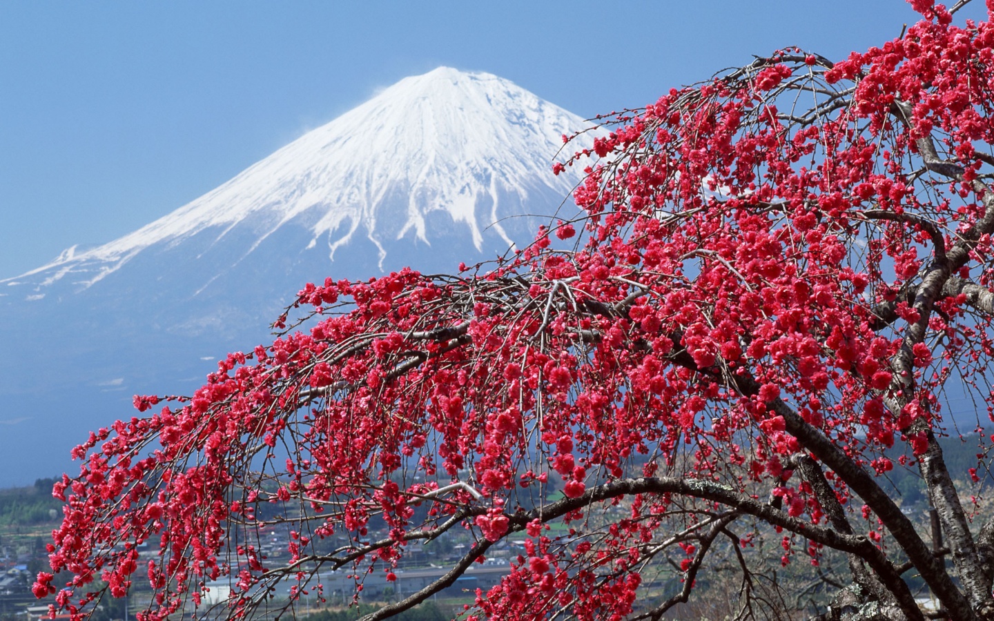 251548壁紙のダウンロード富士山, 地球, 工場, 雪, 木, 火山-スクリーンセーバーと写真を無料で