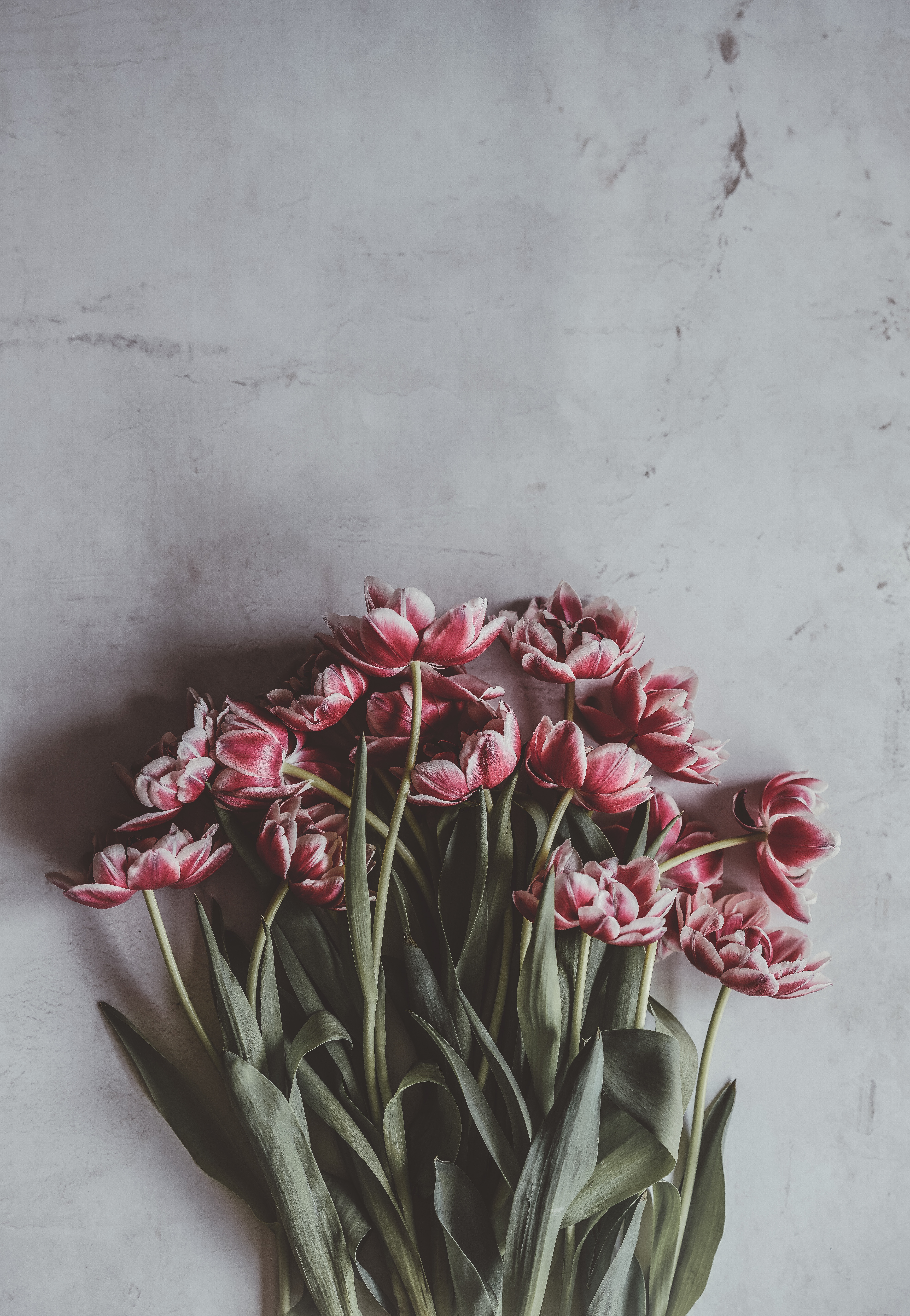 Handy-Wallpaper Tulpen, Blumen, Strauß, Bouquet, Knospen, Vorbauten, Stammt kostenlos herunterladen.