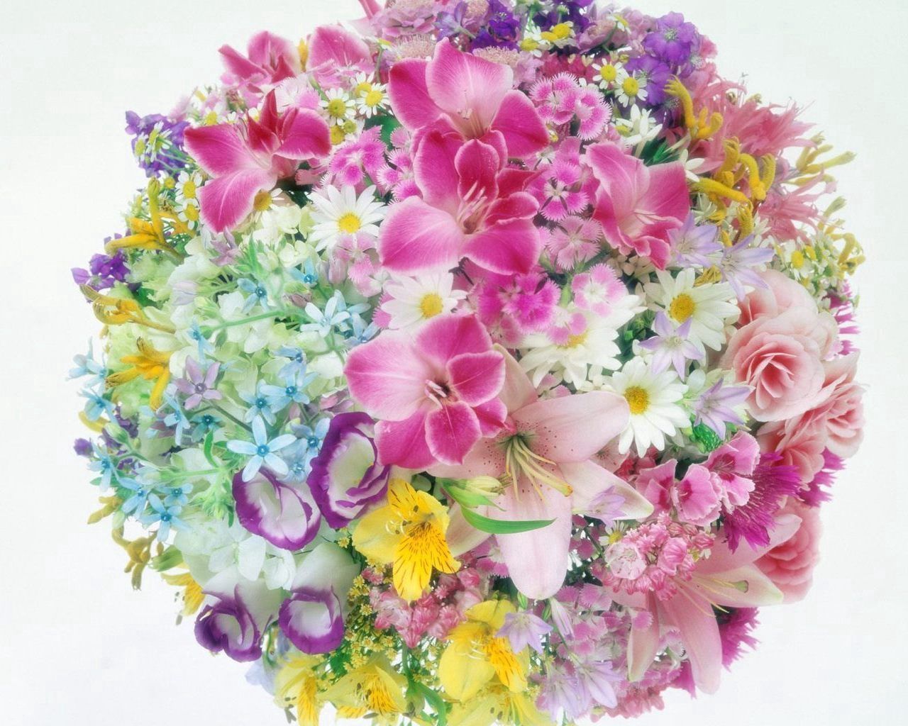 camomile, flowers, roses, lilies, carnations, bouquet, ball, tenderness for android